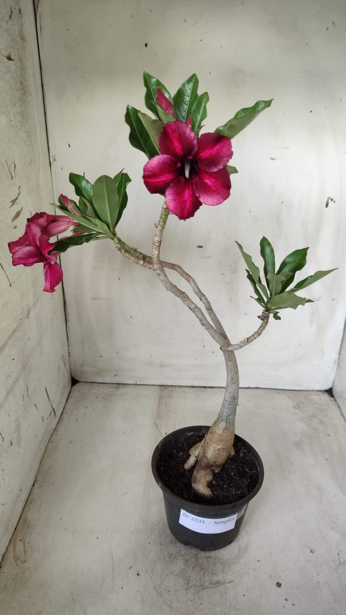 Planta Simples 2535 – 35cm – 03 anos