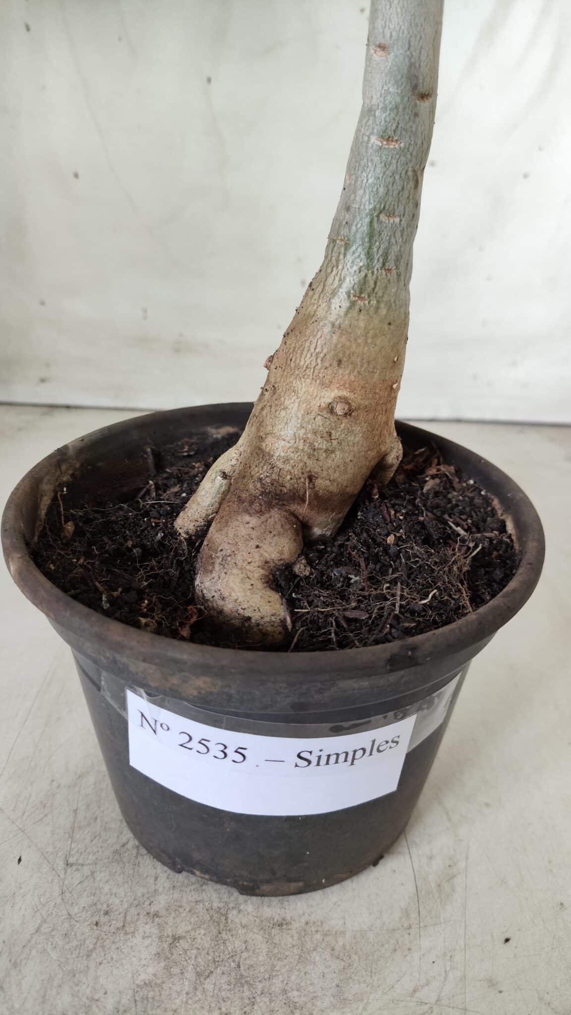 Planta Simples 2535 – 35cm – 03 anos