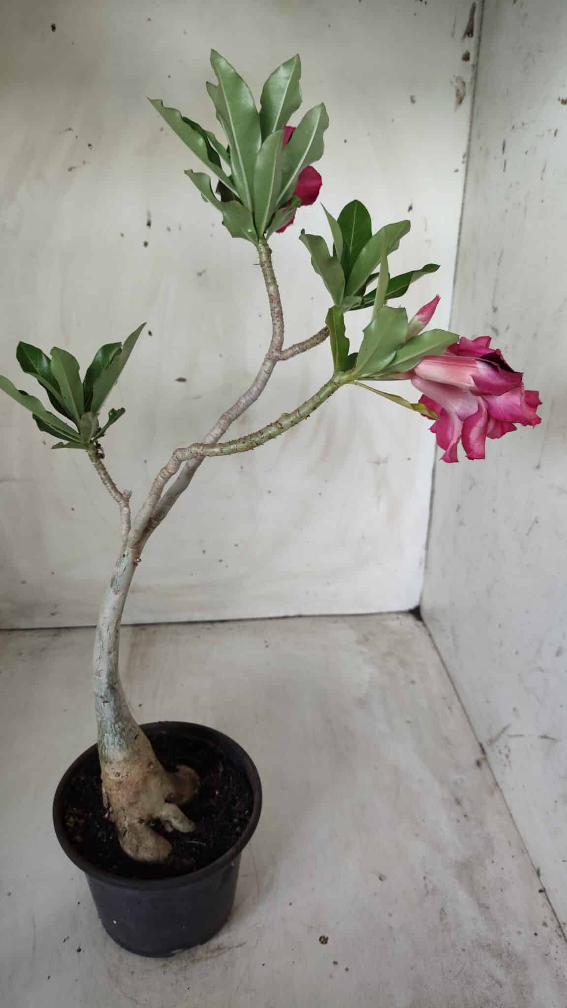 Planta Simples 2535 – 35cm – 03 anos