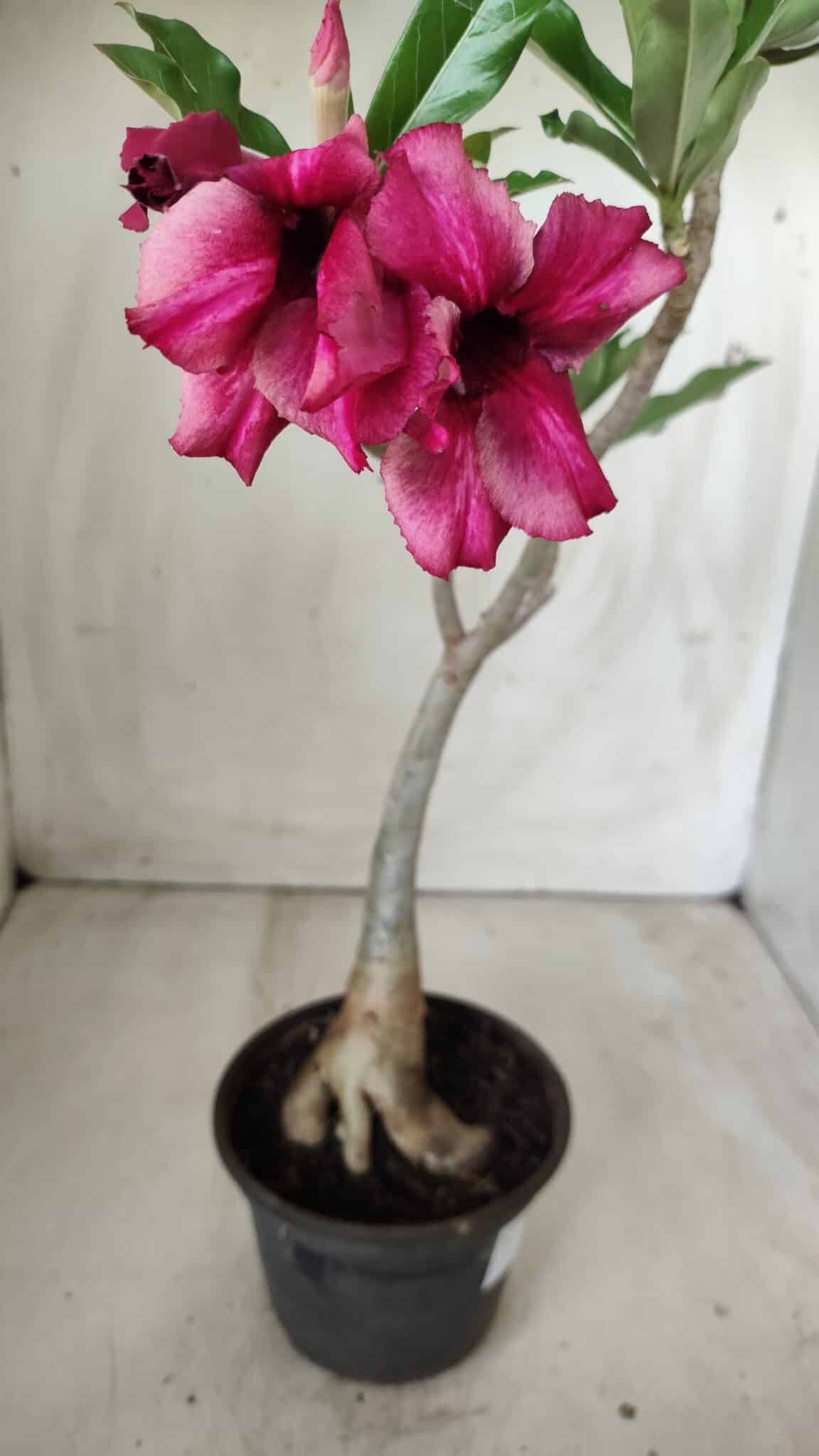 Planta Simples 2535 – 35cm – 03 anos