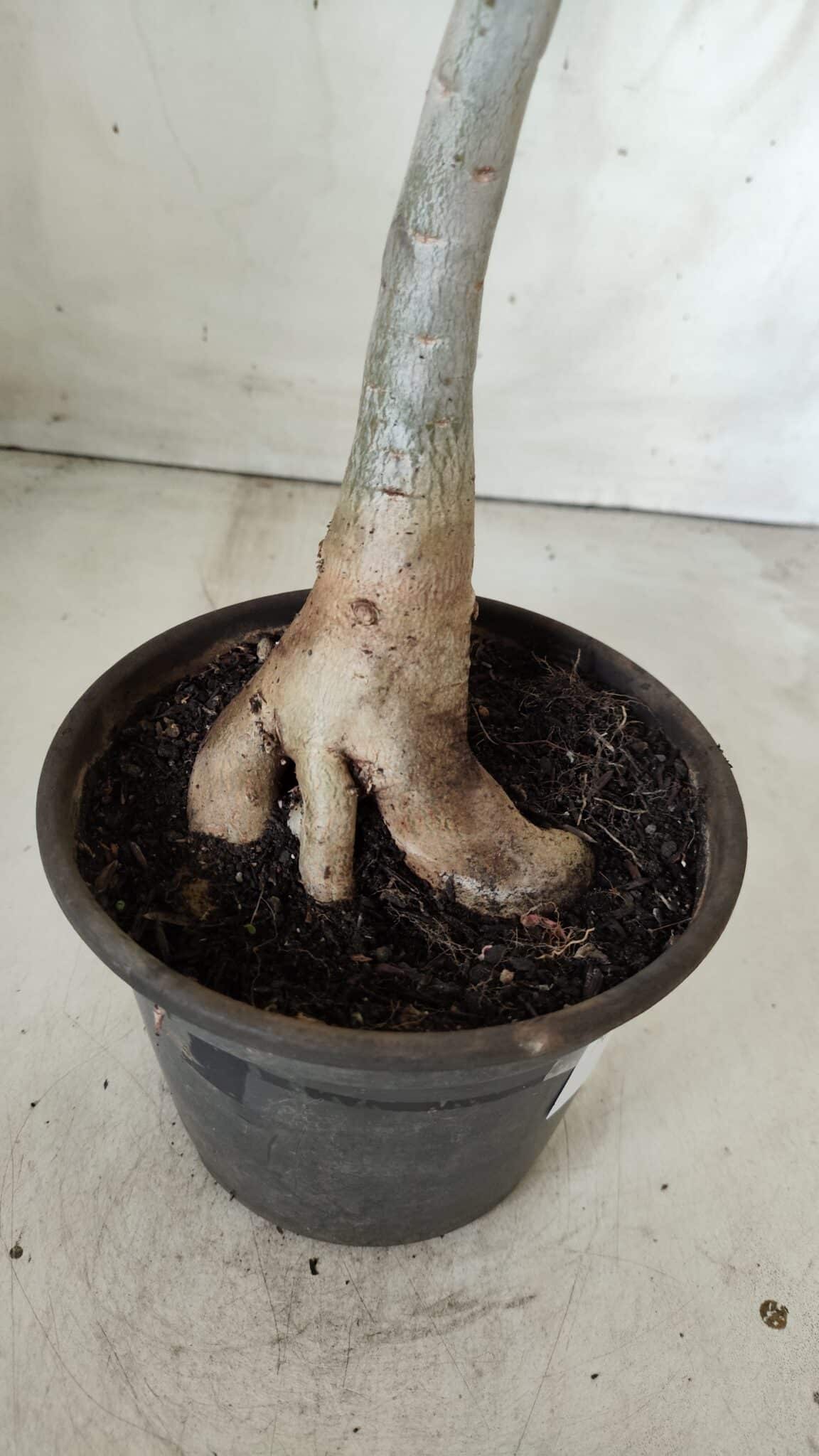 Planta Simples 2535 – 35cm – 03 anos