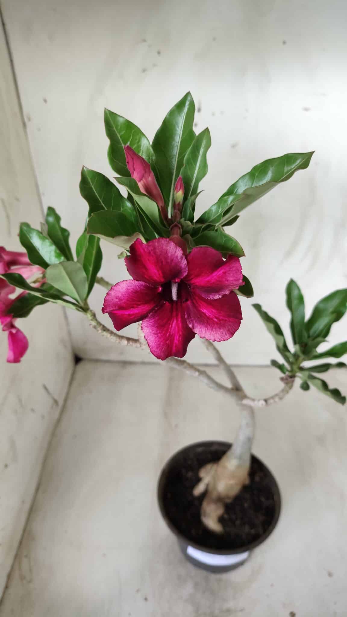 Planta Simples 2535 – 35cm – 03 anos