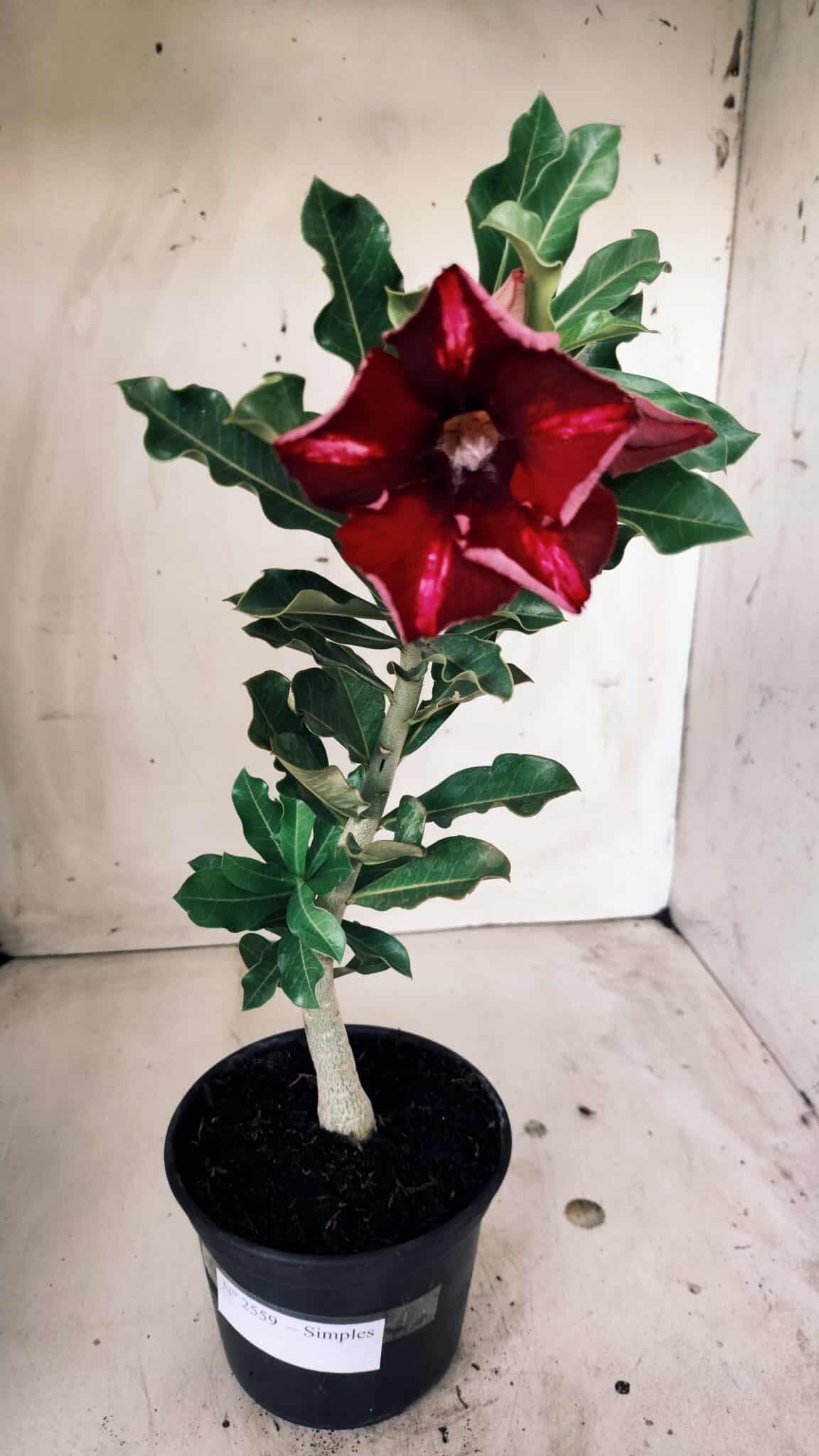 Planta Simples 2559 – 30cm – 02 anos