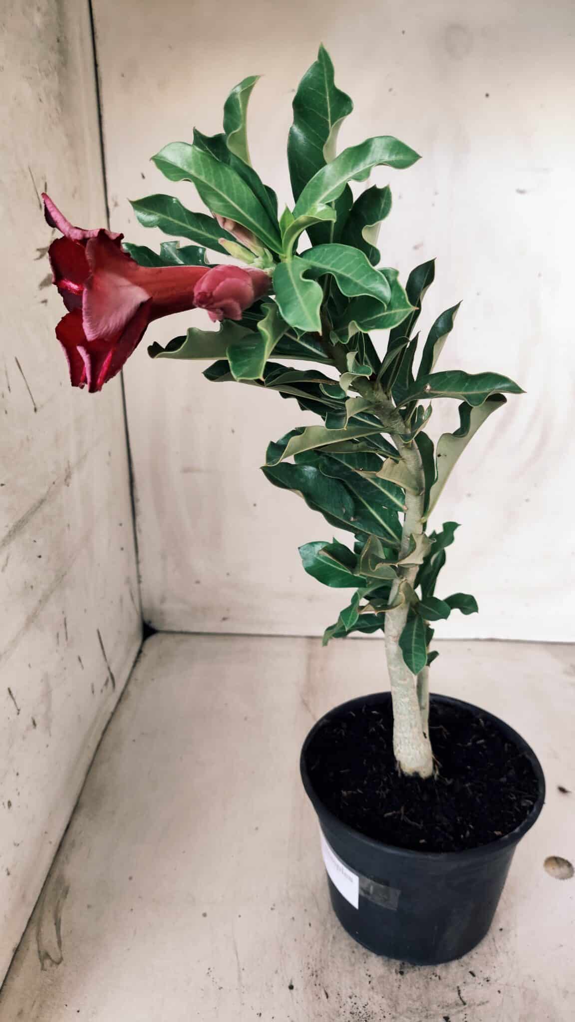 Planta Simples 2559 – 30cm – 02 anos