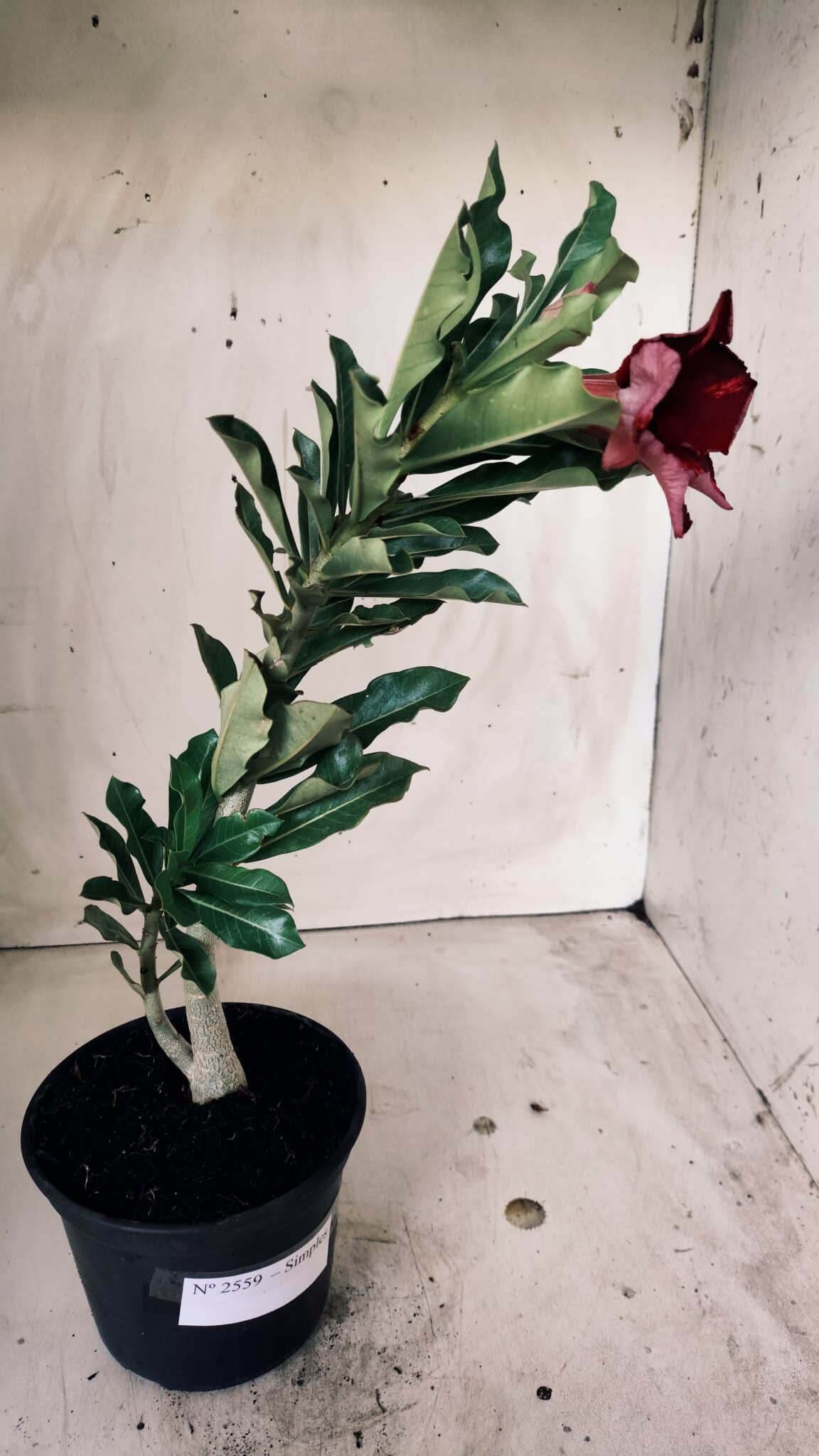 Planta Simples 2559 – 30cm – 02 anos