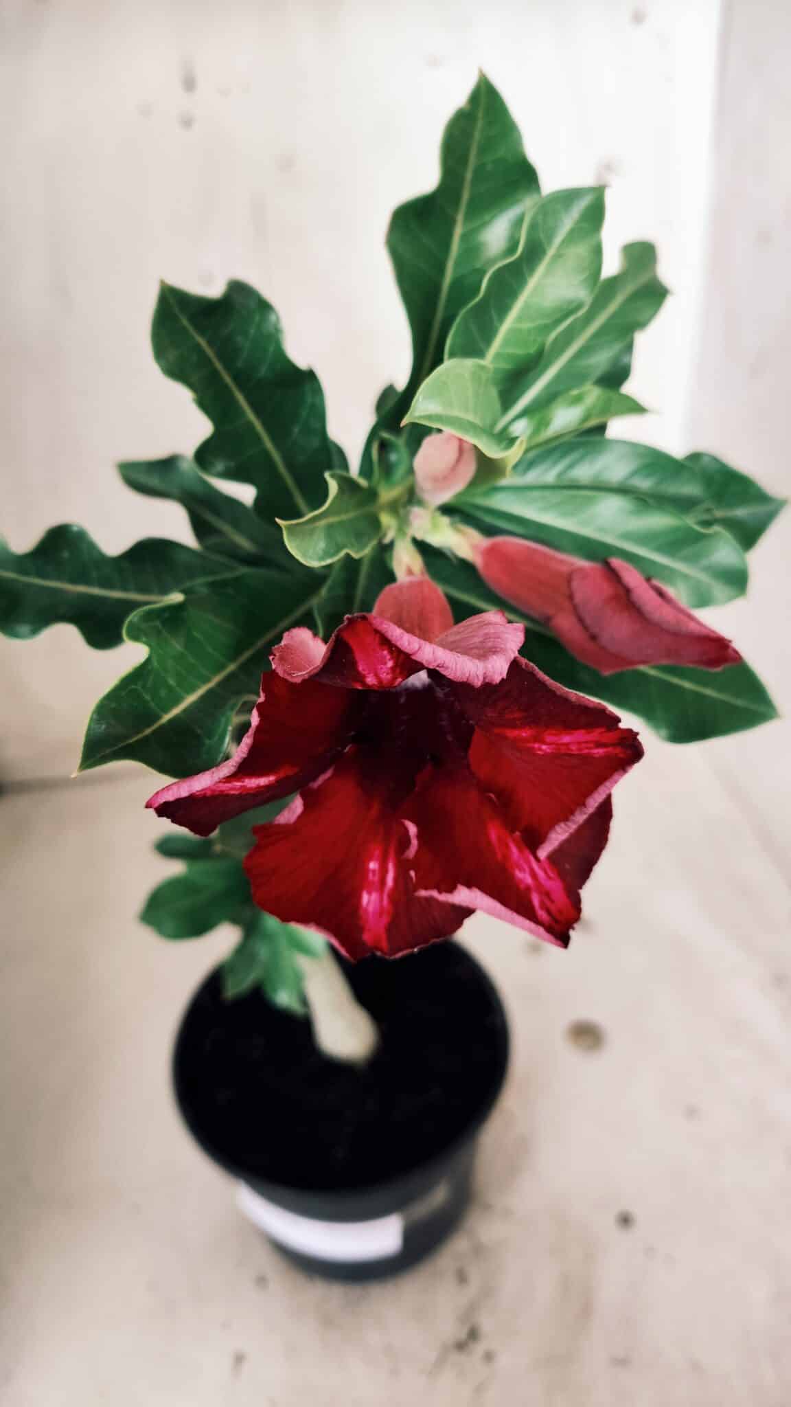 Planta Simples 2559 – 30cm – 02 anos