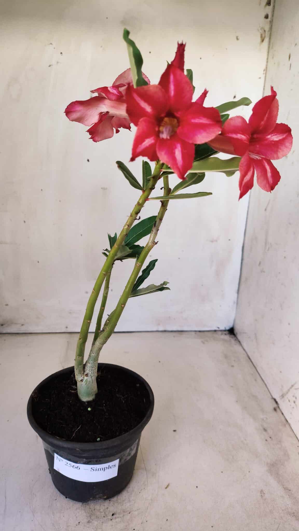 Planta Simples 2566 – 30cm – 02 anos