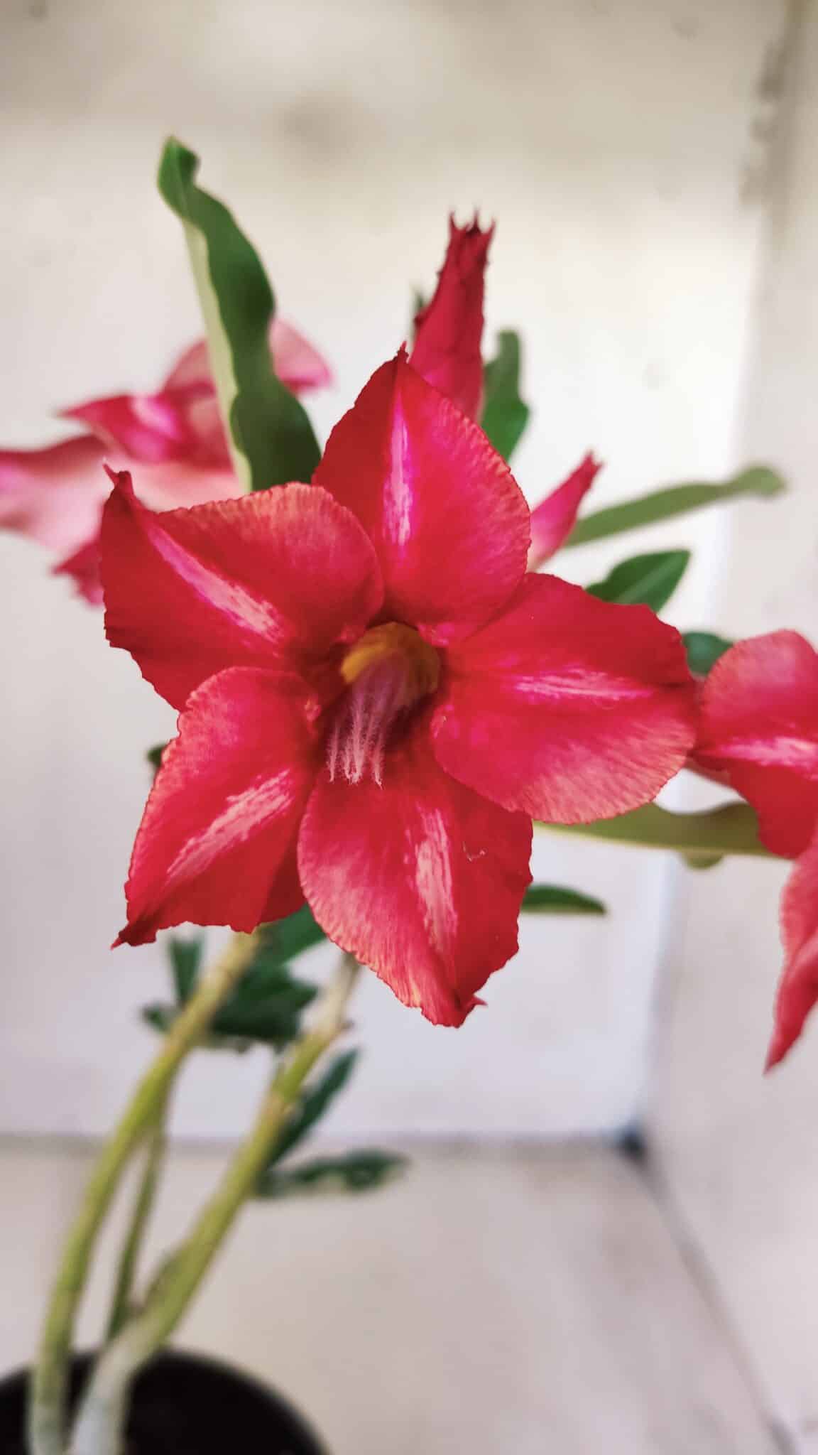 Planta Simples 2566 – 30cm – 02 anos