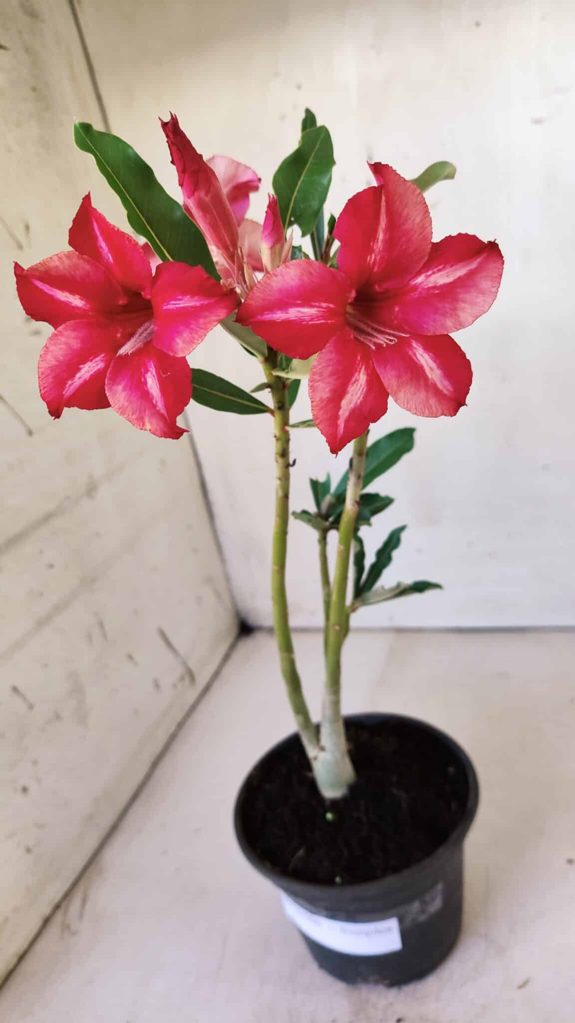Planta Simples 2566 – 30cm – 02 anos