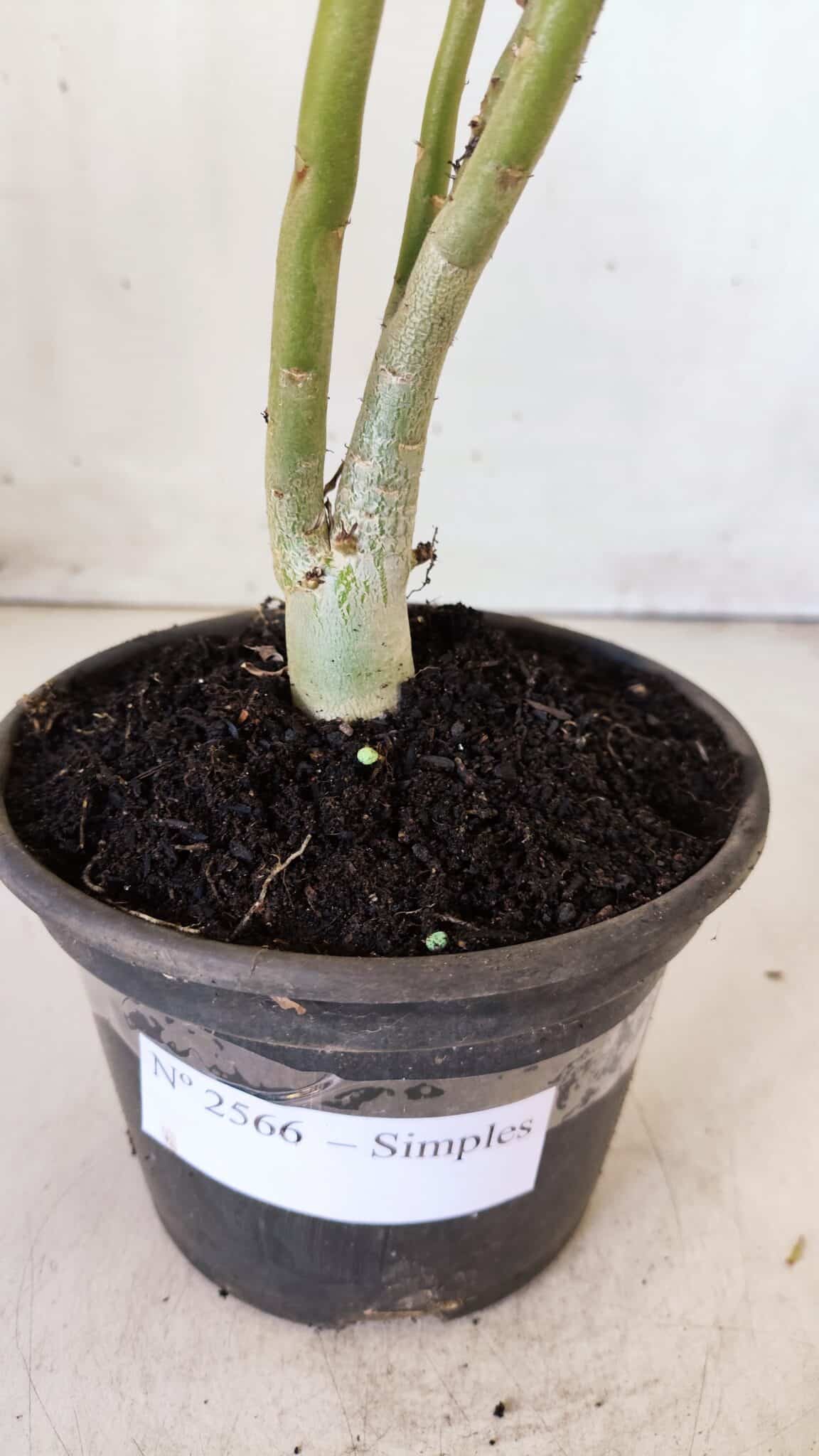 Planta Simples 2566 – 30cm – 02 anos
