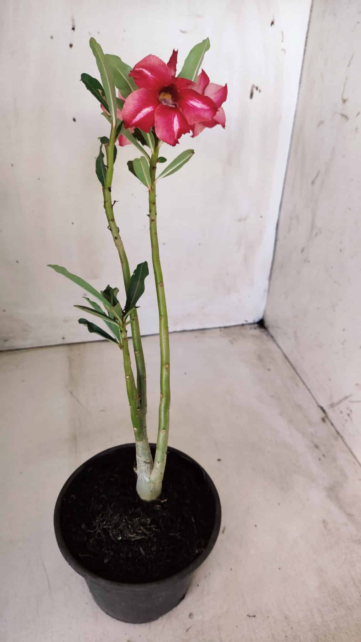 Planta Simples 2566 – 30cm – 02 anos