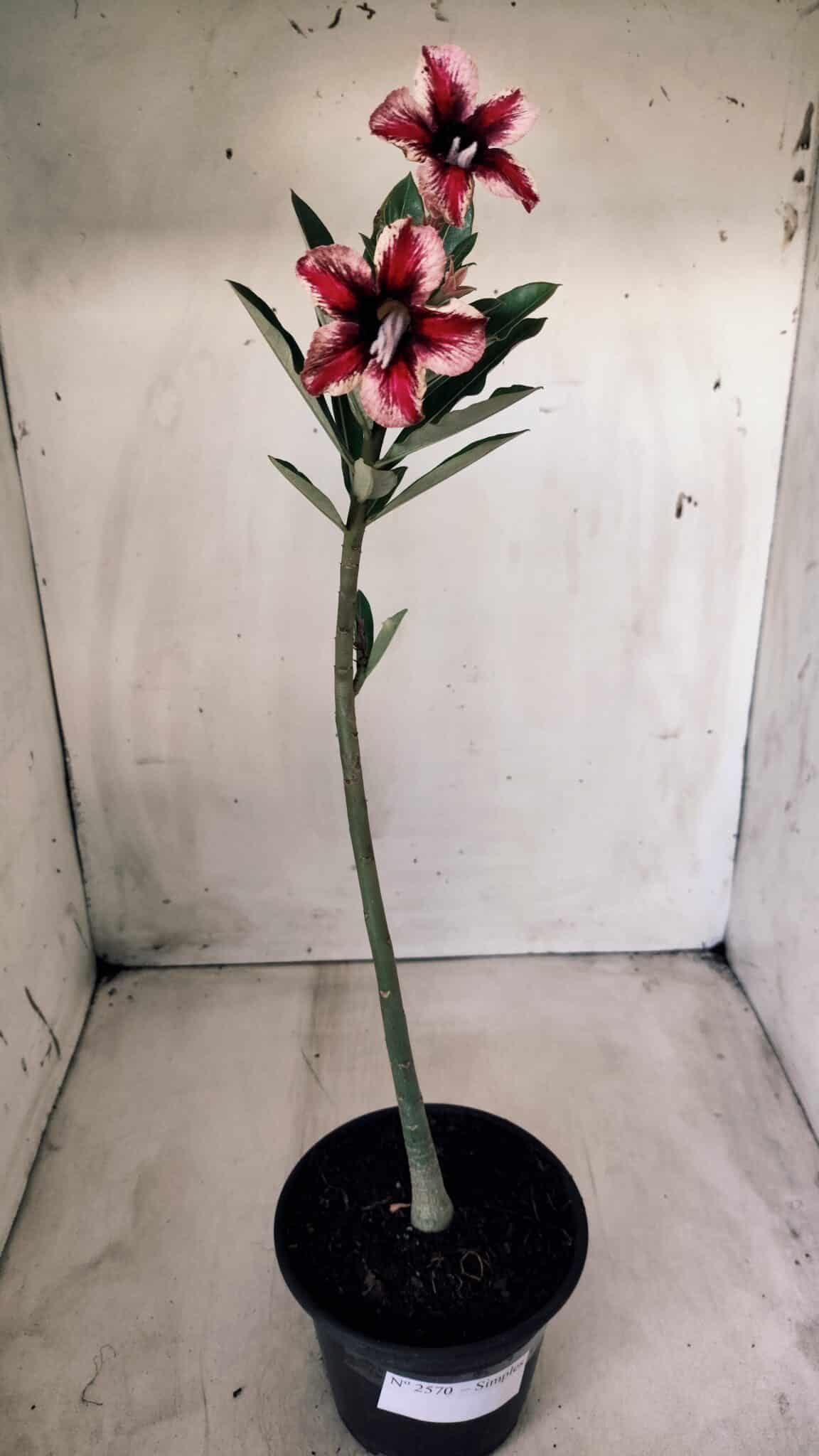 Planta Simples 2570 – 30cm – 02 anos