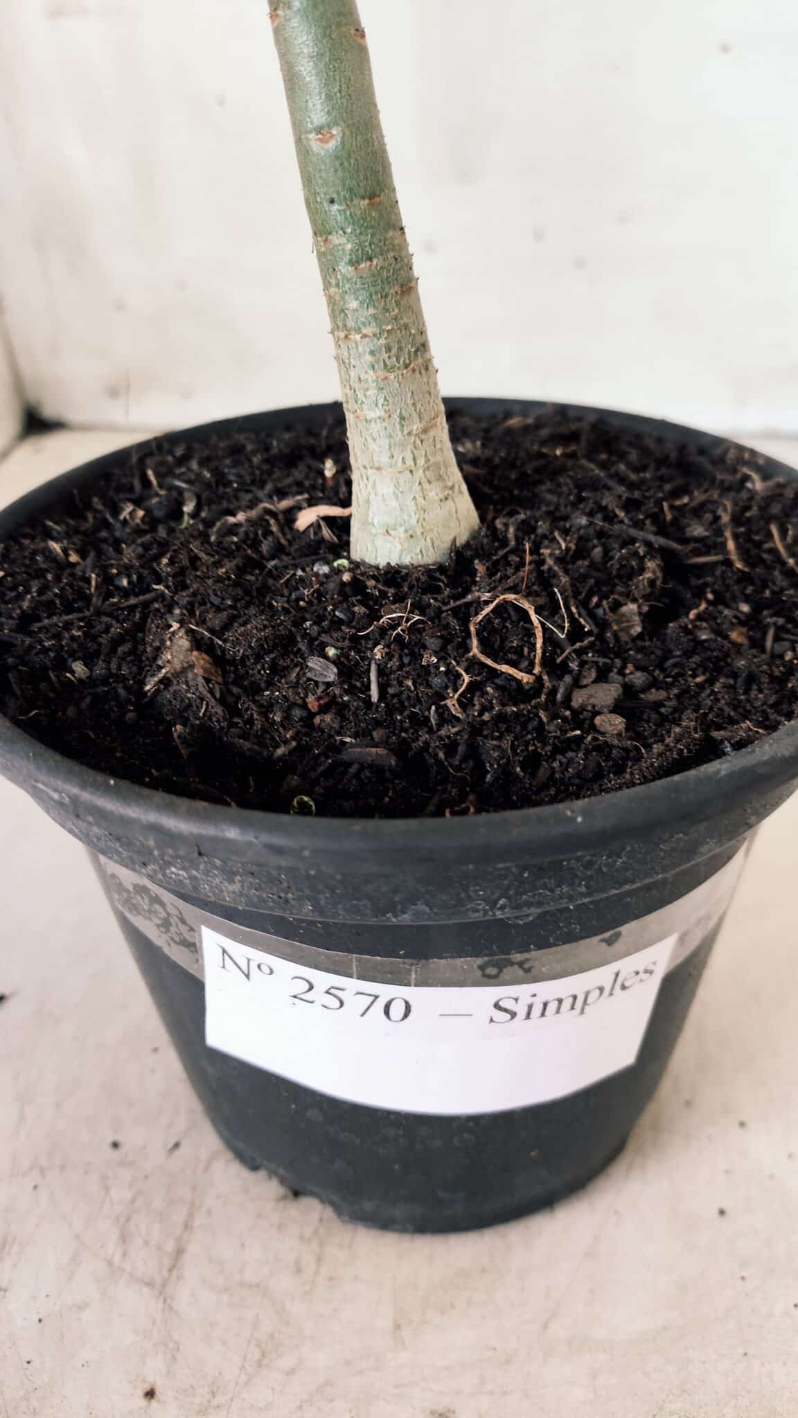 Planta Simples 2570 – 30cm – 02 anos