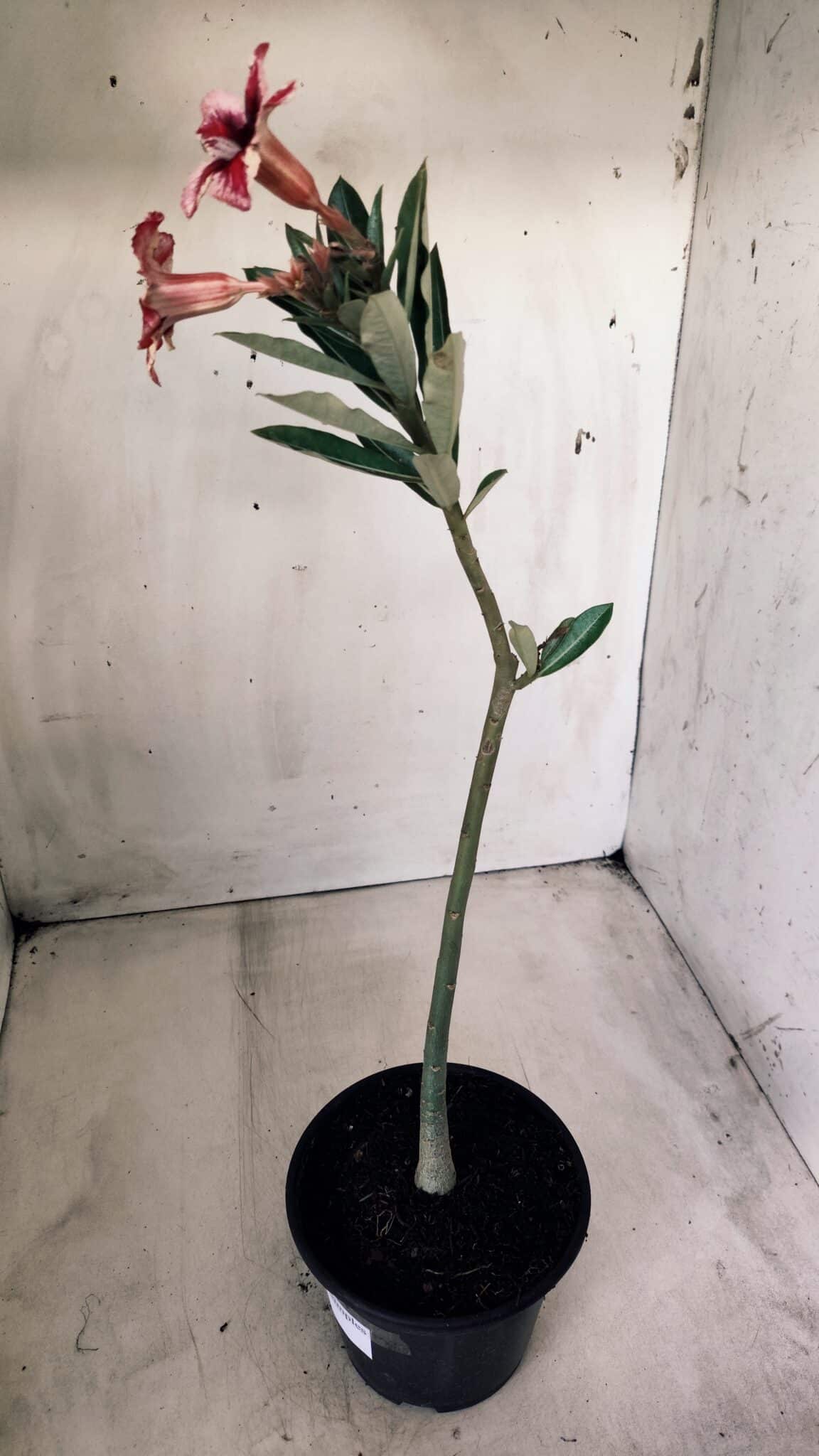 Planta Simples 2570 – 30cm – 02 anos