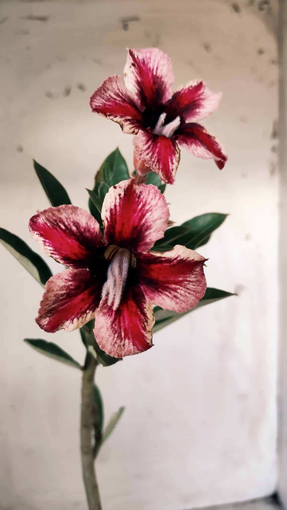 Planta Simples 2570 – 30cm – 02 anos