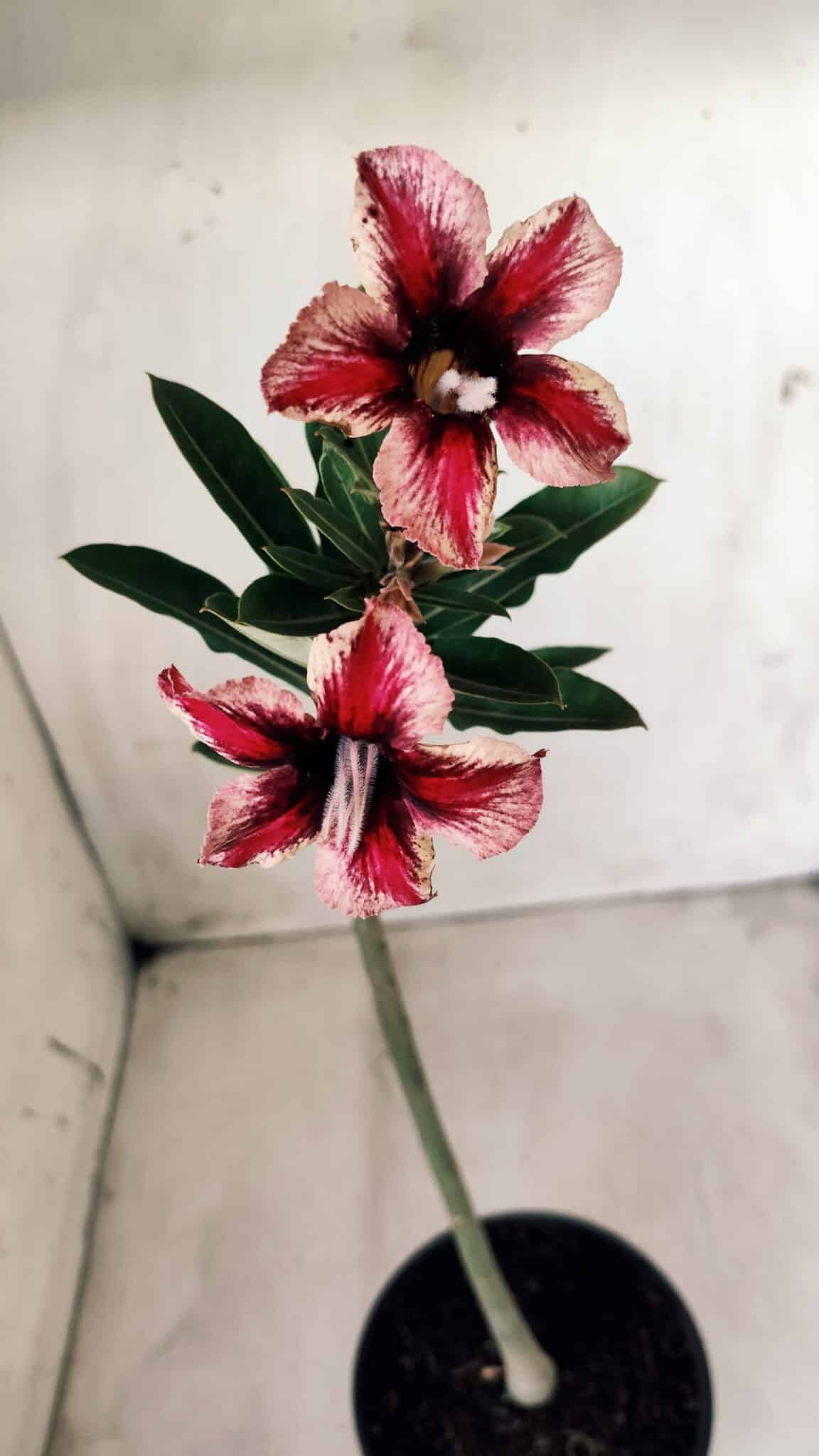 Planta Simples 2570 – 30cm – 02 anos