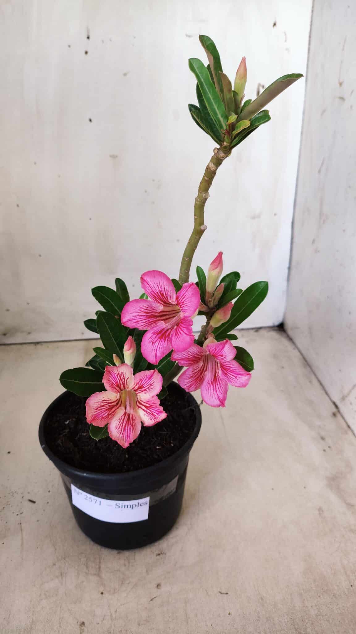 Planta Simples 2571 – 30cm – 02 anos