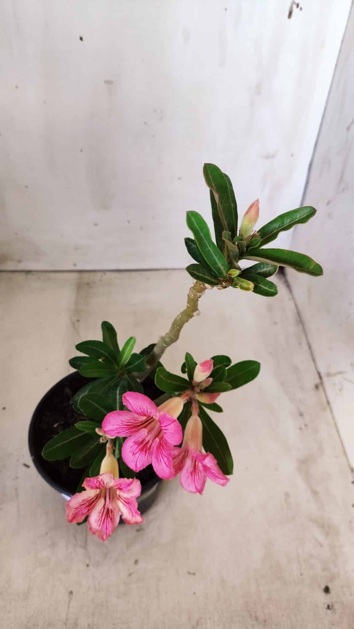 Planta Simples 2571 – 30cm – 02 anos