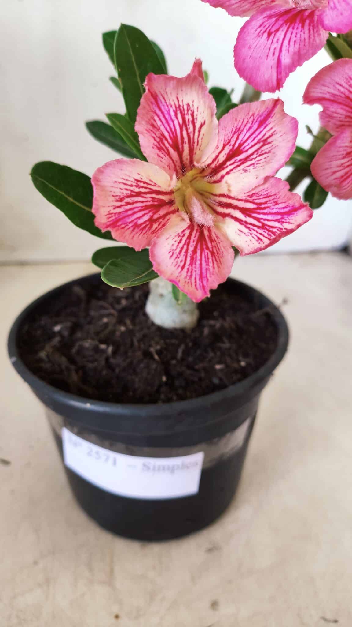 Planta Simples 2571 – 30cm – 02 anos