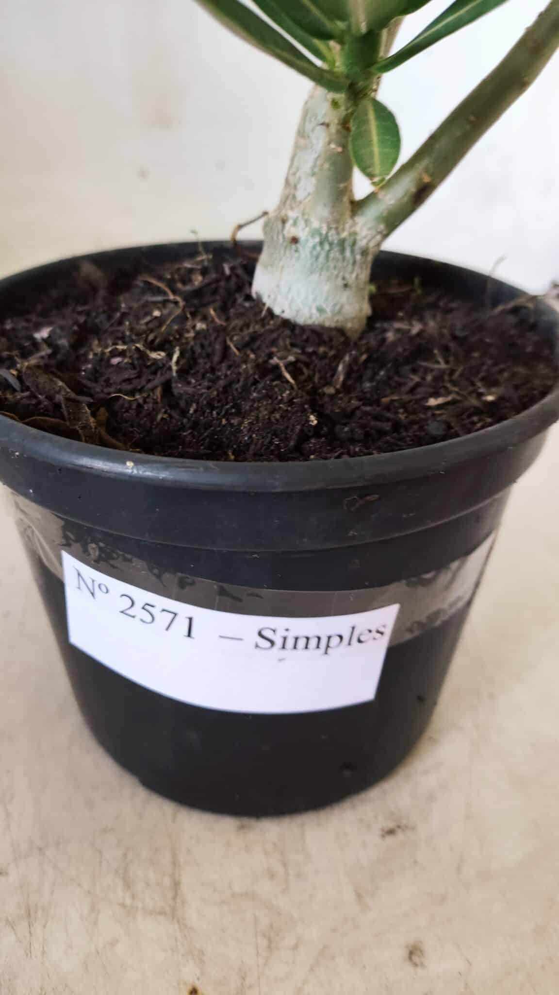 Planta Simples 2571 – 30cm – 02 anos