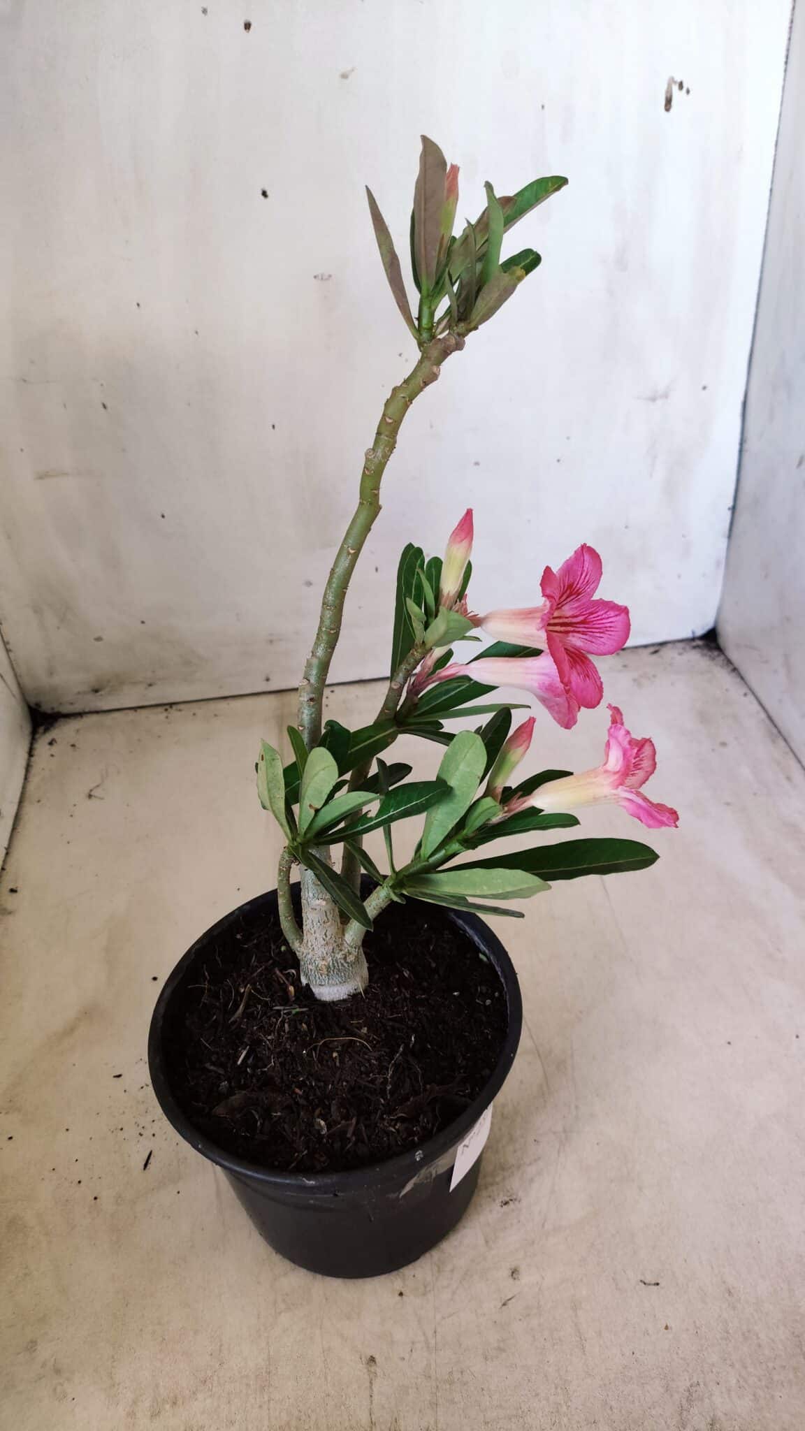 Planta Simples 2571 – 30cm – 02 anos