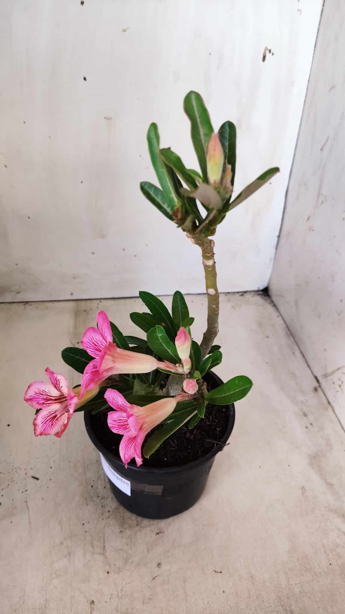 Planta Simples 2571 – 30cm – 02 anos