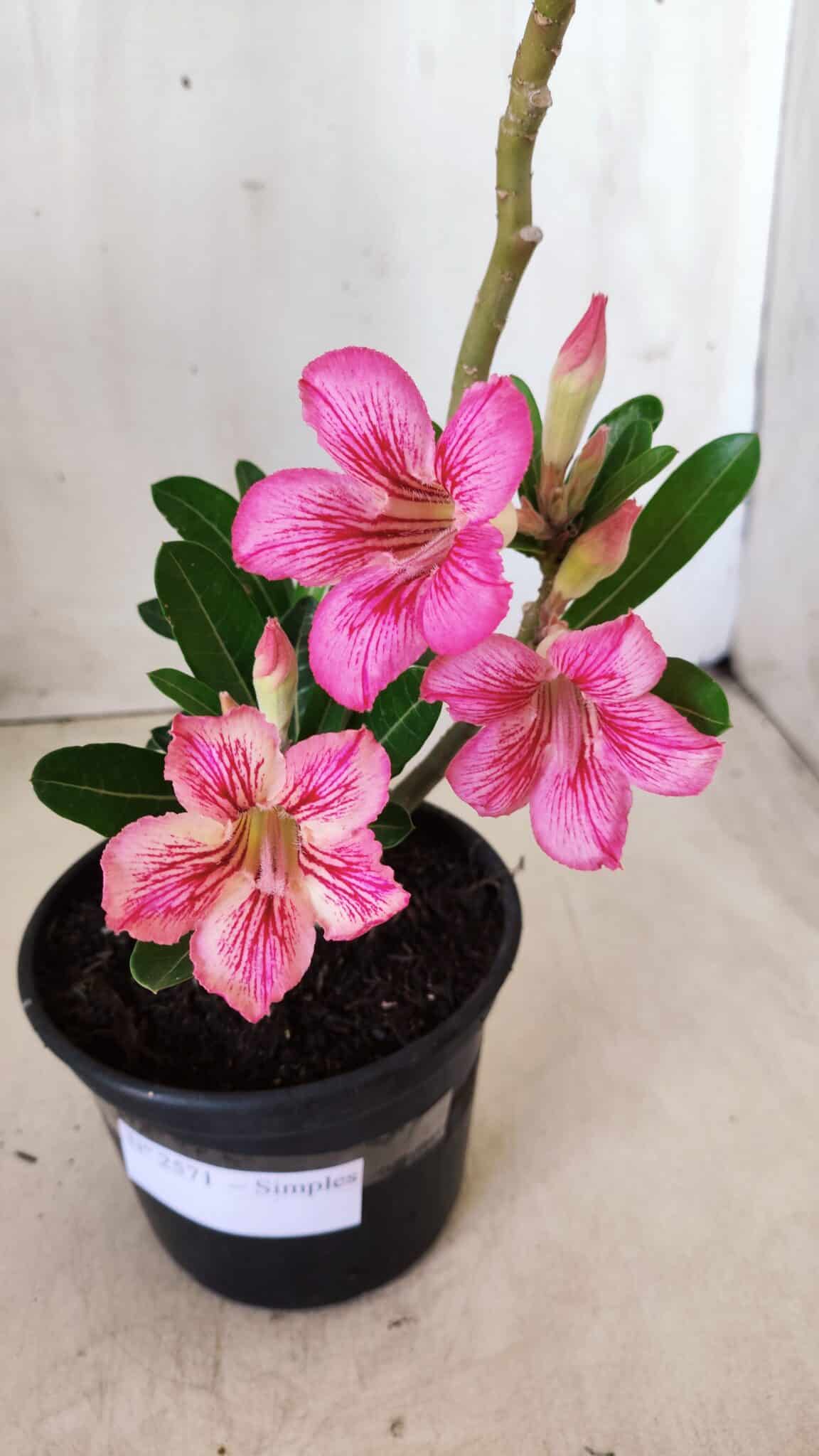 Planta Simples 2571 – 30cm – 02 anos
