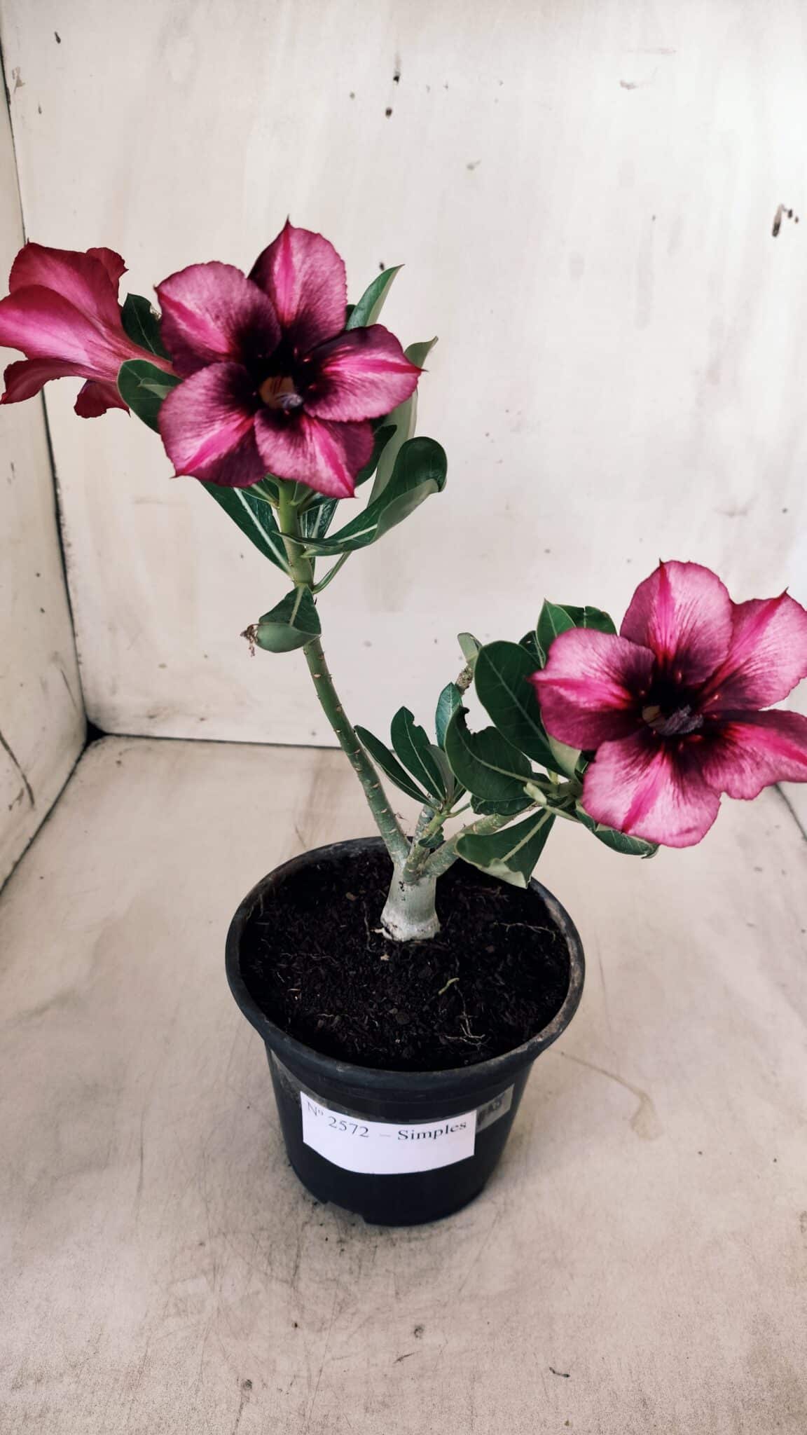 Planta Simples 2572 – 25cm – 01 ano