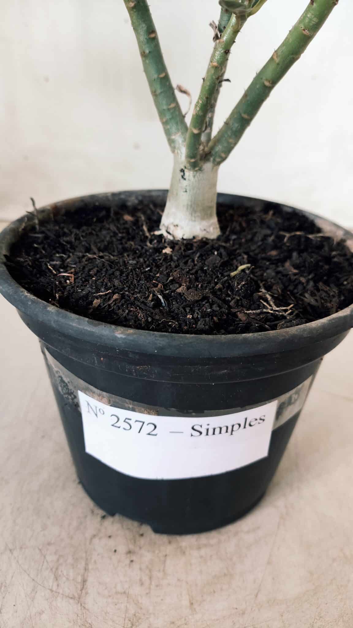 Planta Simples 2572 – 25cm – 01 ano