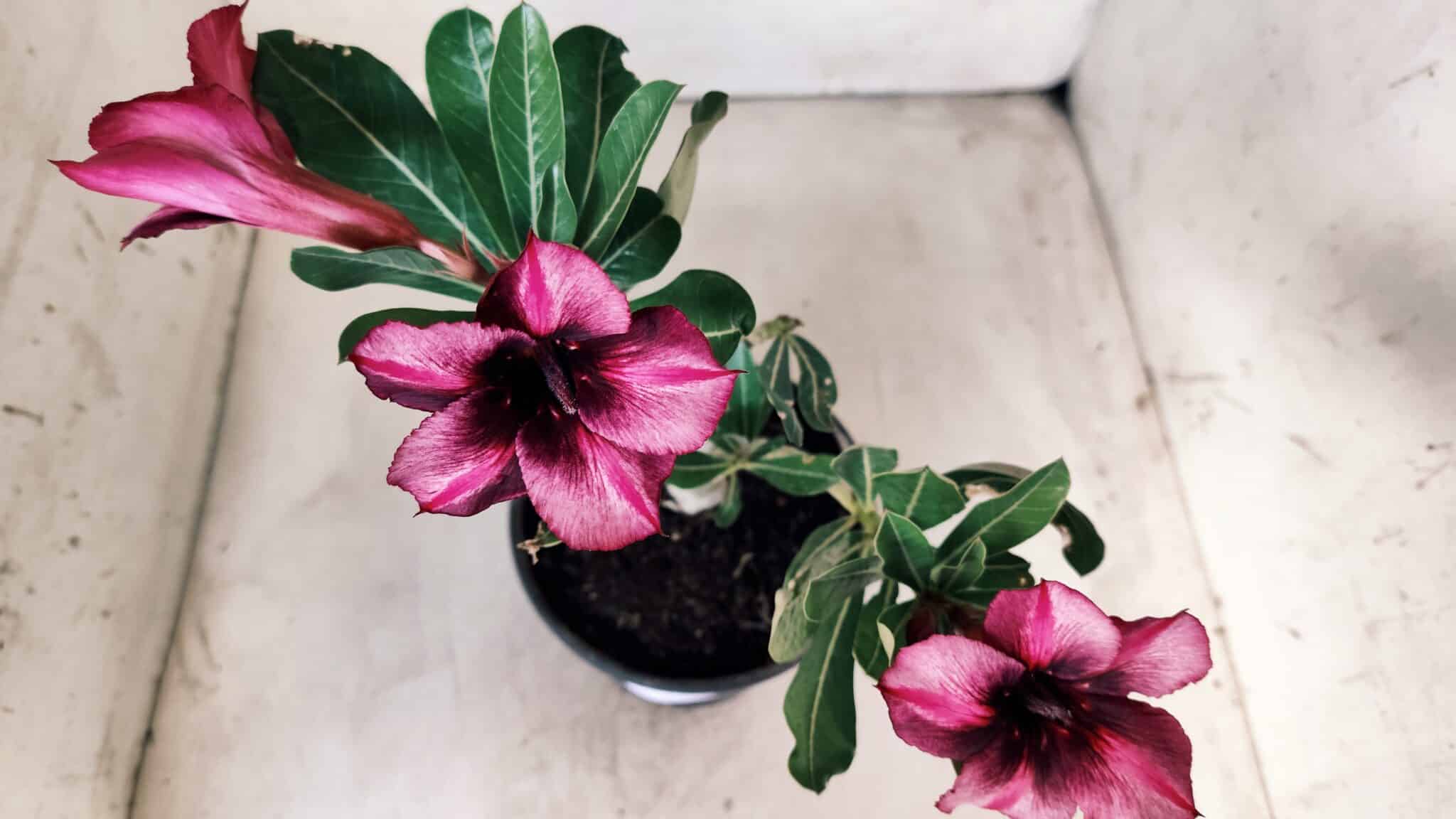 Planta Simples 2572 – 25cm – 01 ano
