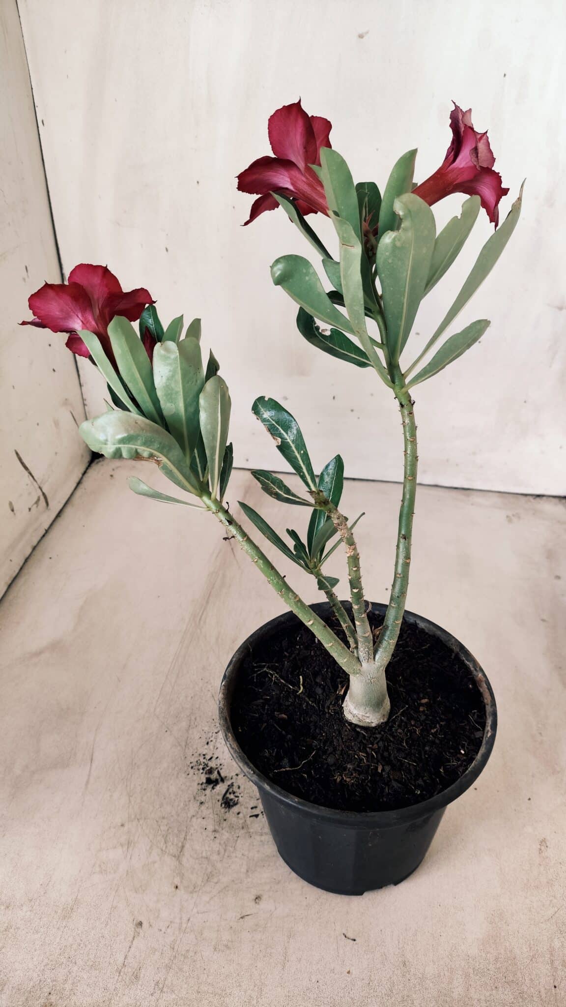 Planta Simples 2572 – 25cm – 01 ano