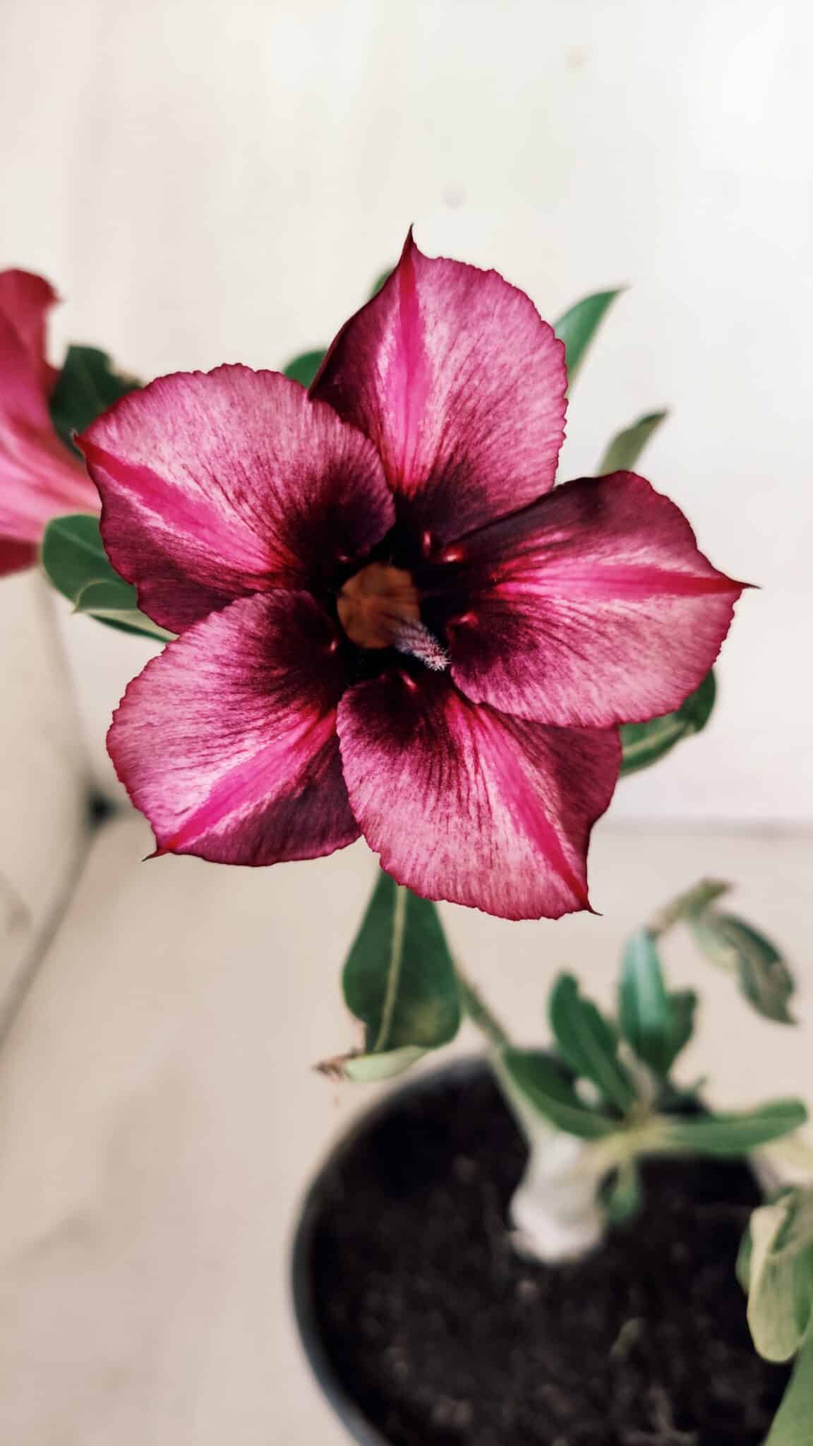 Planta Simples 2572 – 25cm – 01 ano