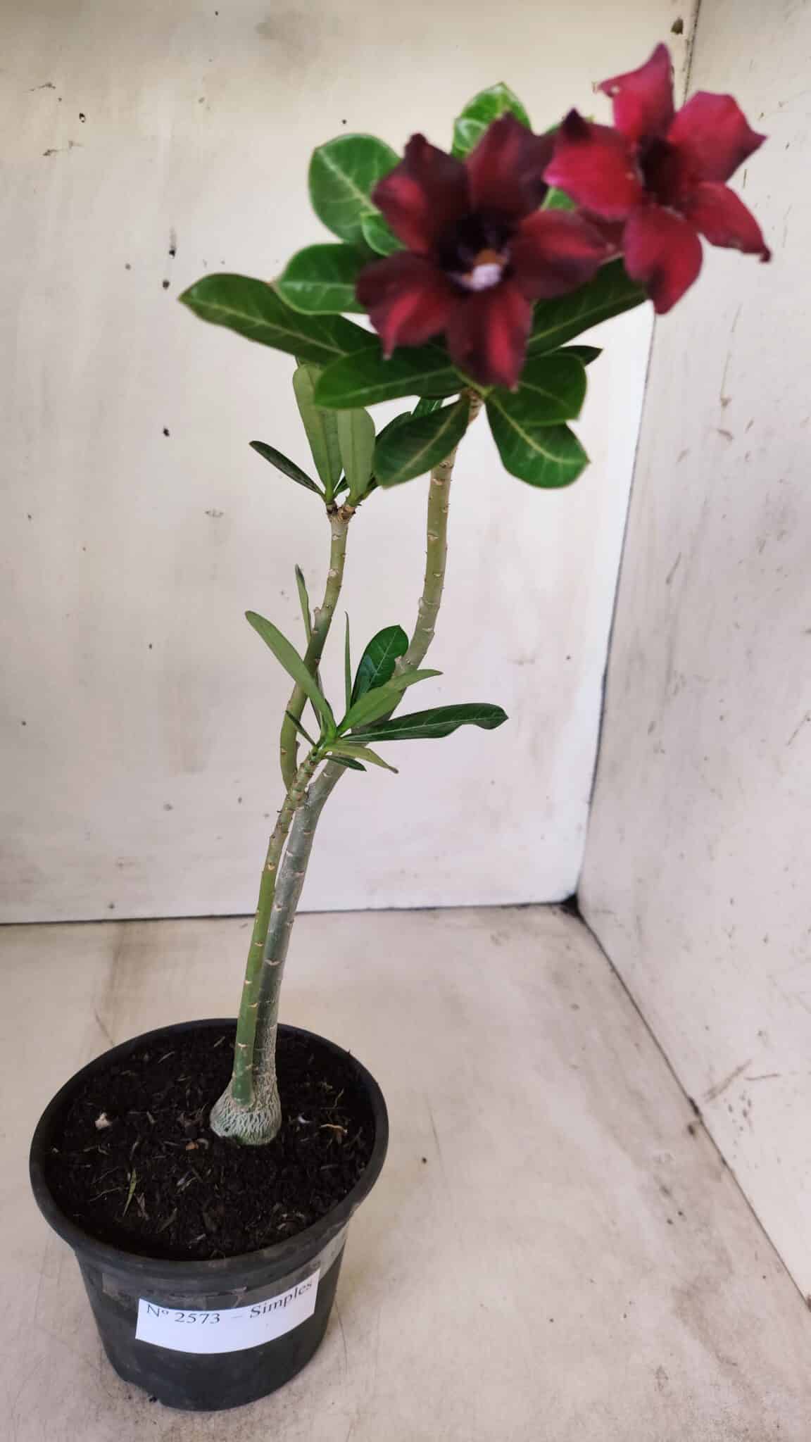 Planta Simples 2573 – 30cm – 02 anos