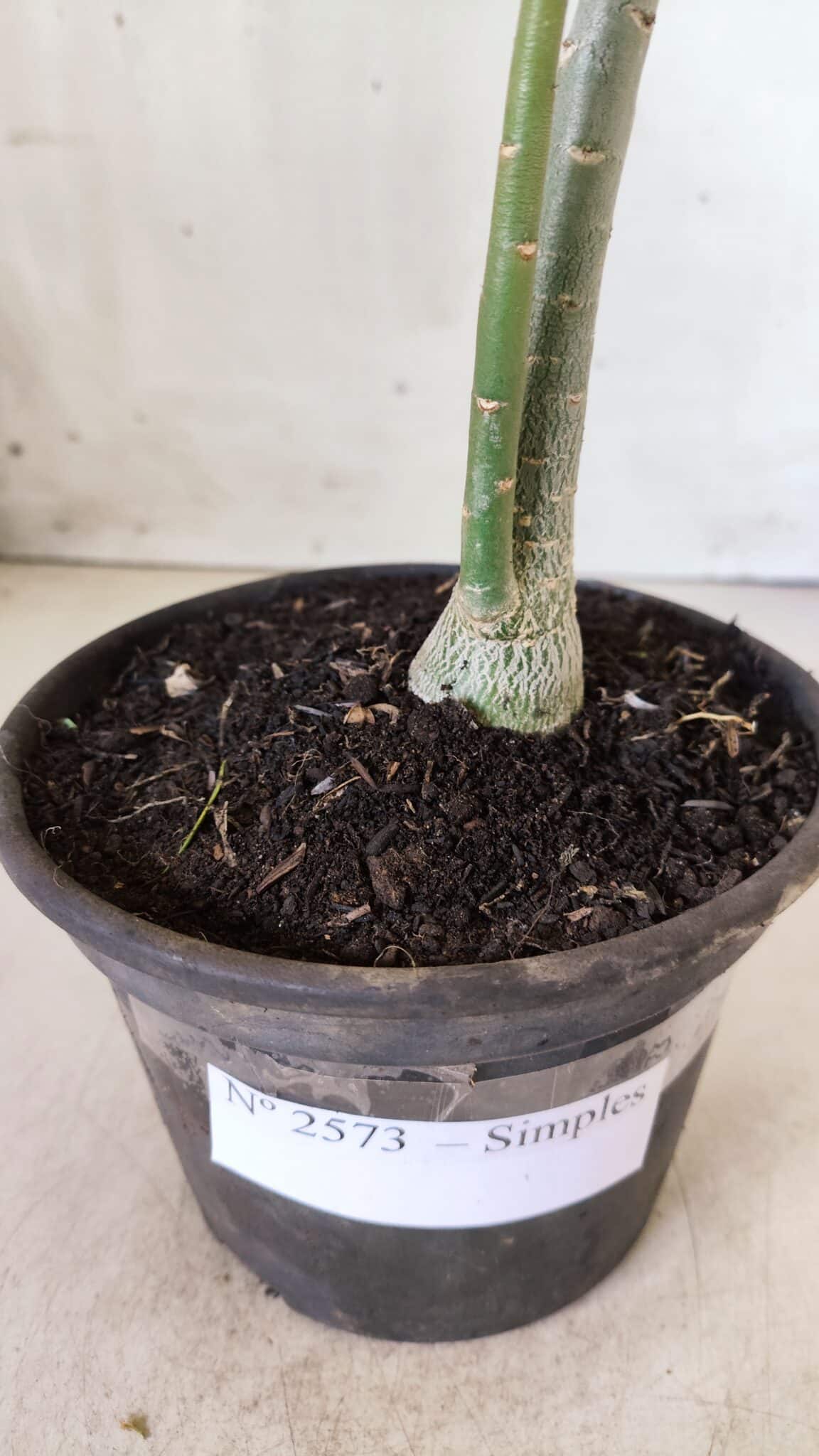 Planta Simples 2573 – 30cm – 02 anos