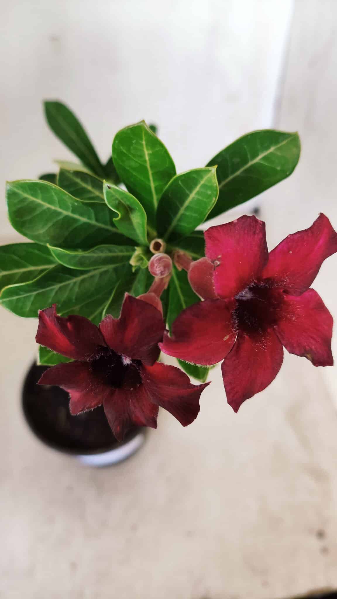 Planta Simples 2573 – 30cm – 02 anos