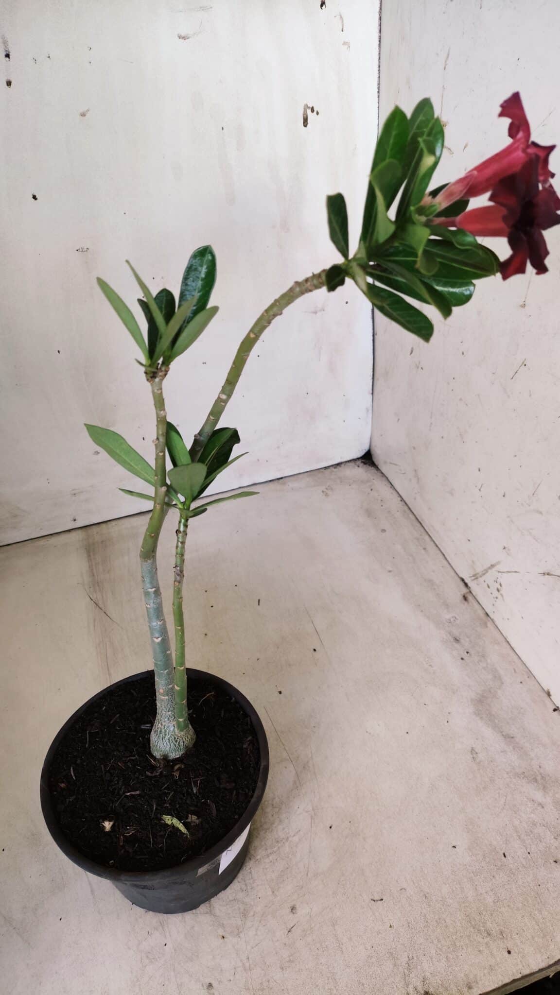 Planta Simples 2573 – 30cm – 02 anos