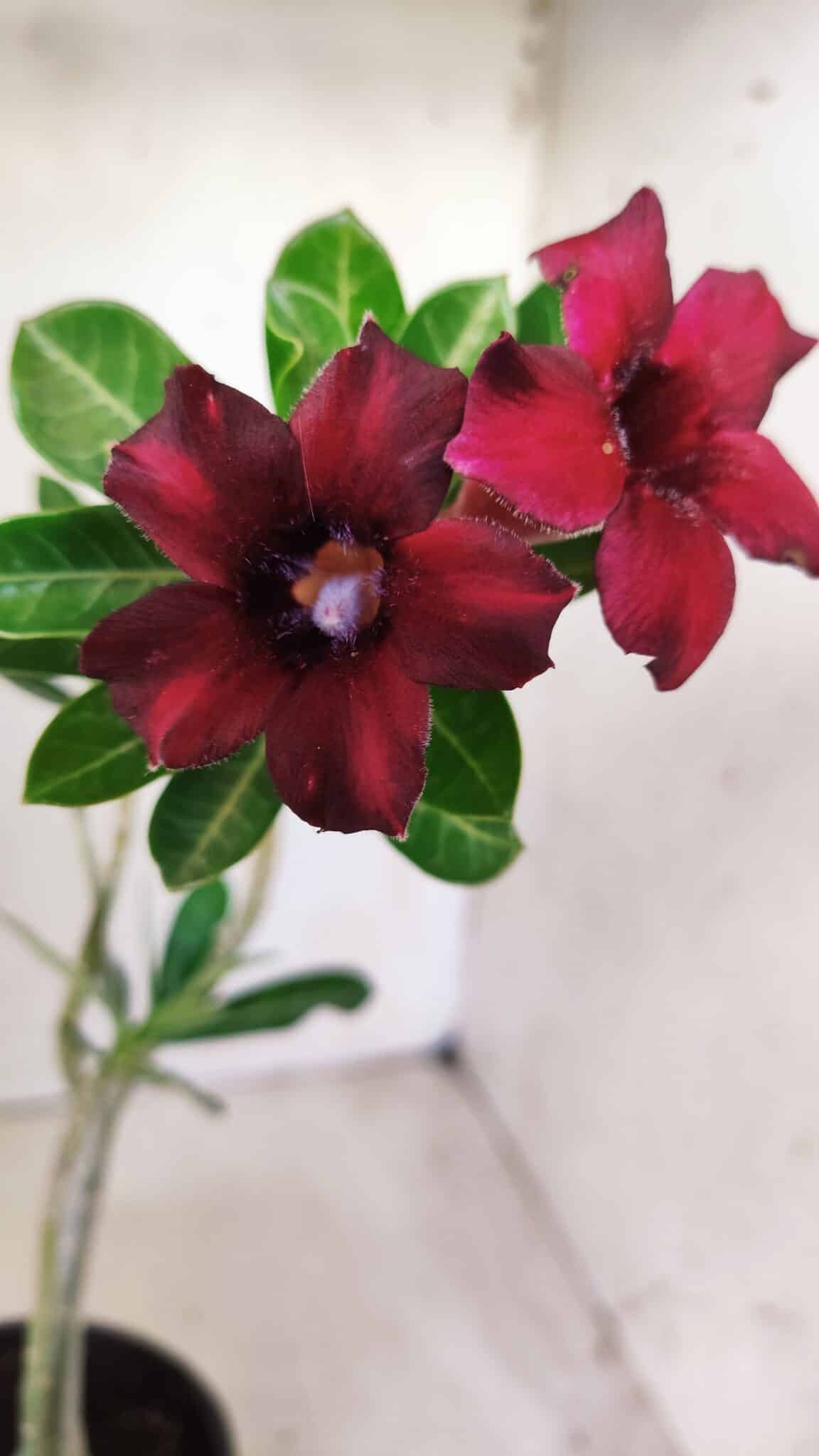 Planta Simples 2573 – 30cm – 02 anos