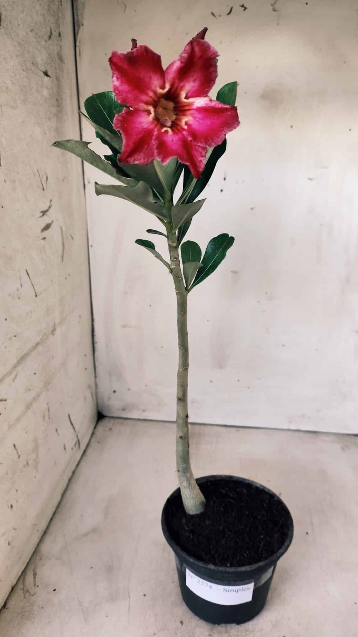 Planta Simples 2574 – 30cm – 02 anos
