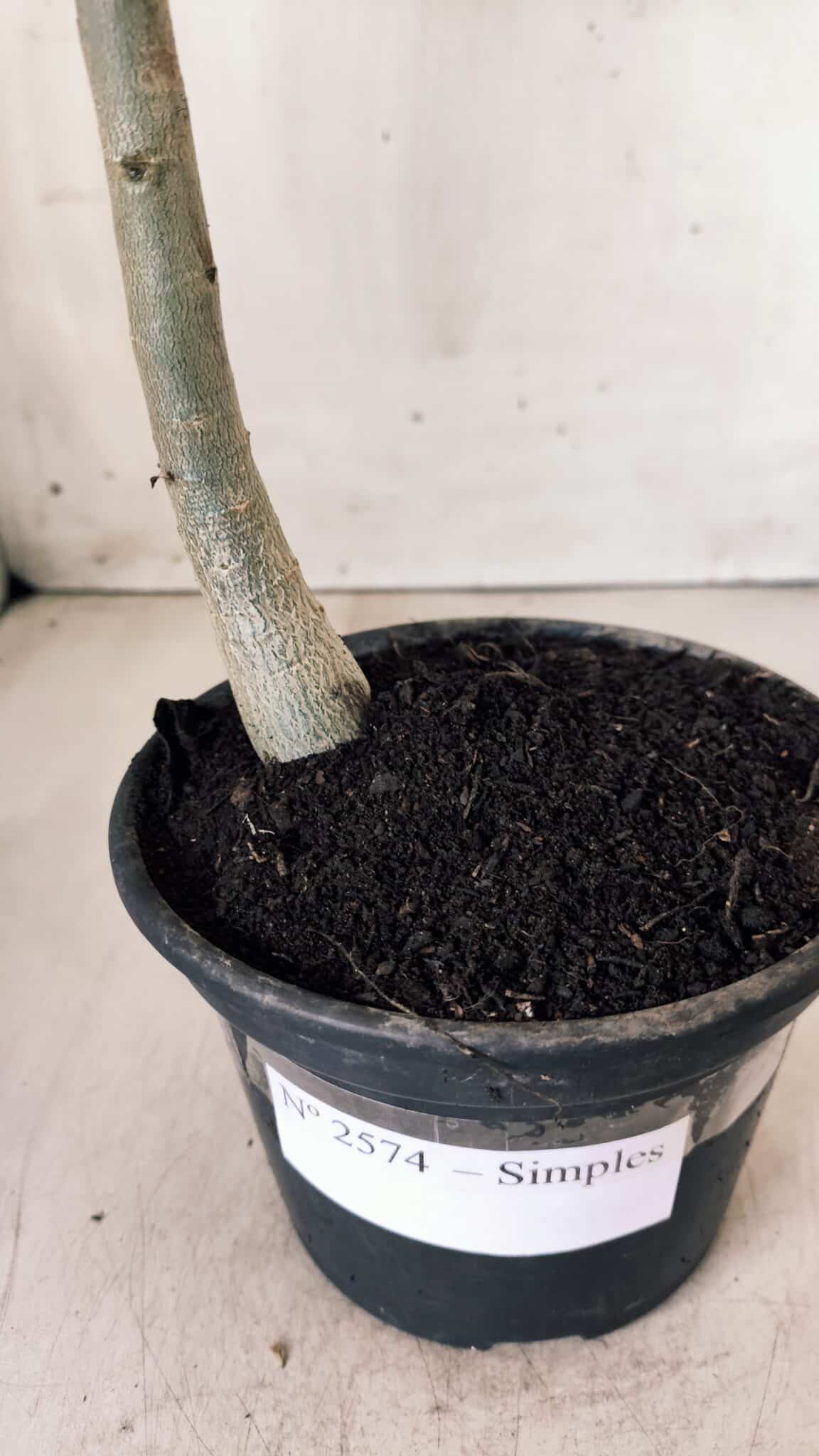 Planta Simples 2574 – 30cm – 02 anos
