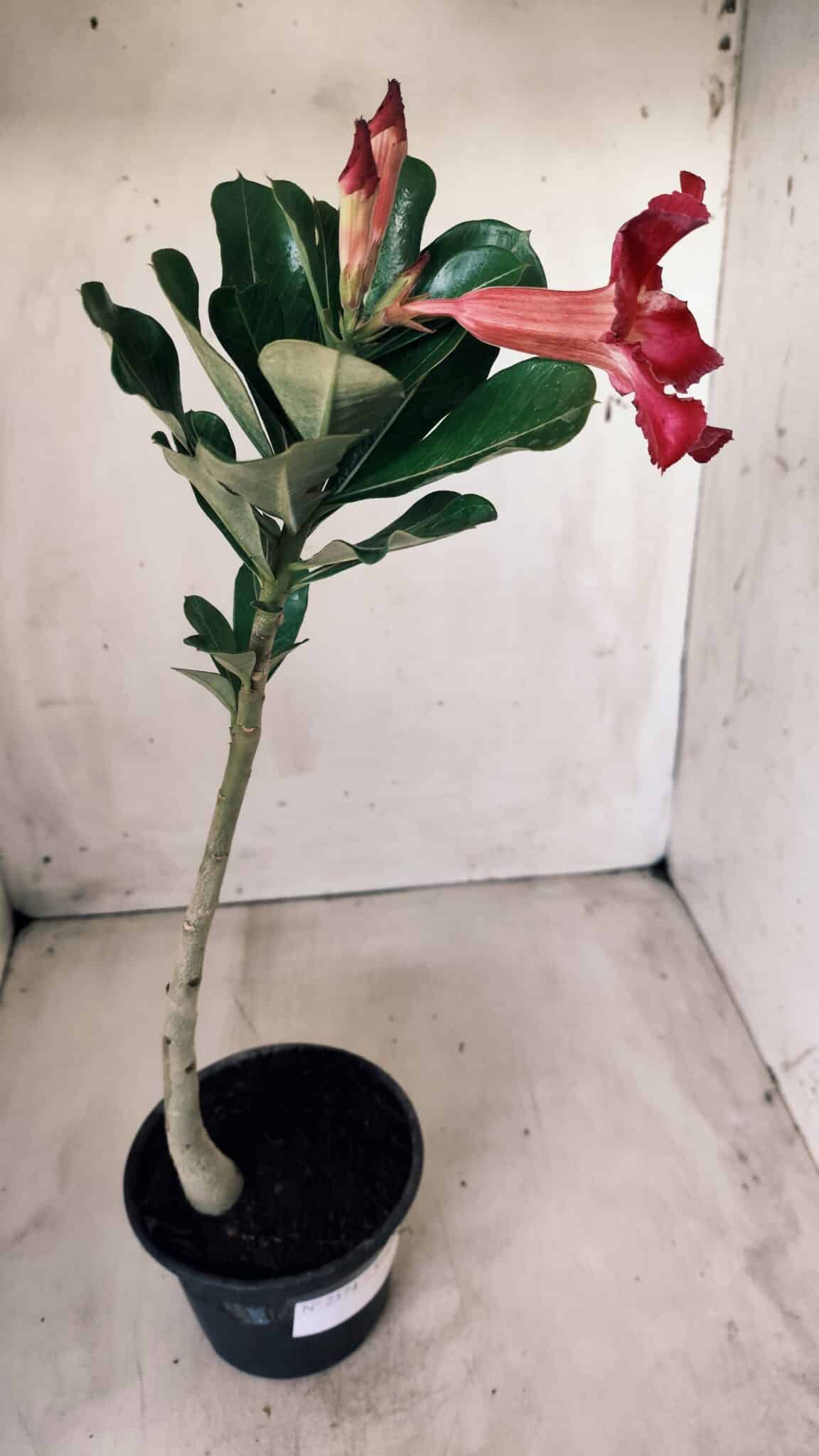 Planta Simples 2574 – 30cm – 02 anos