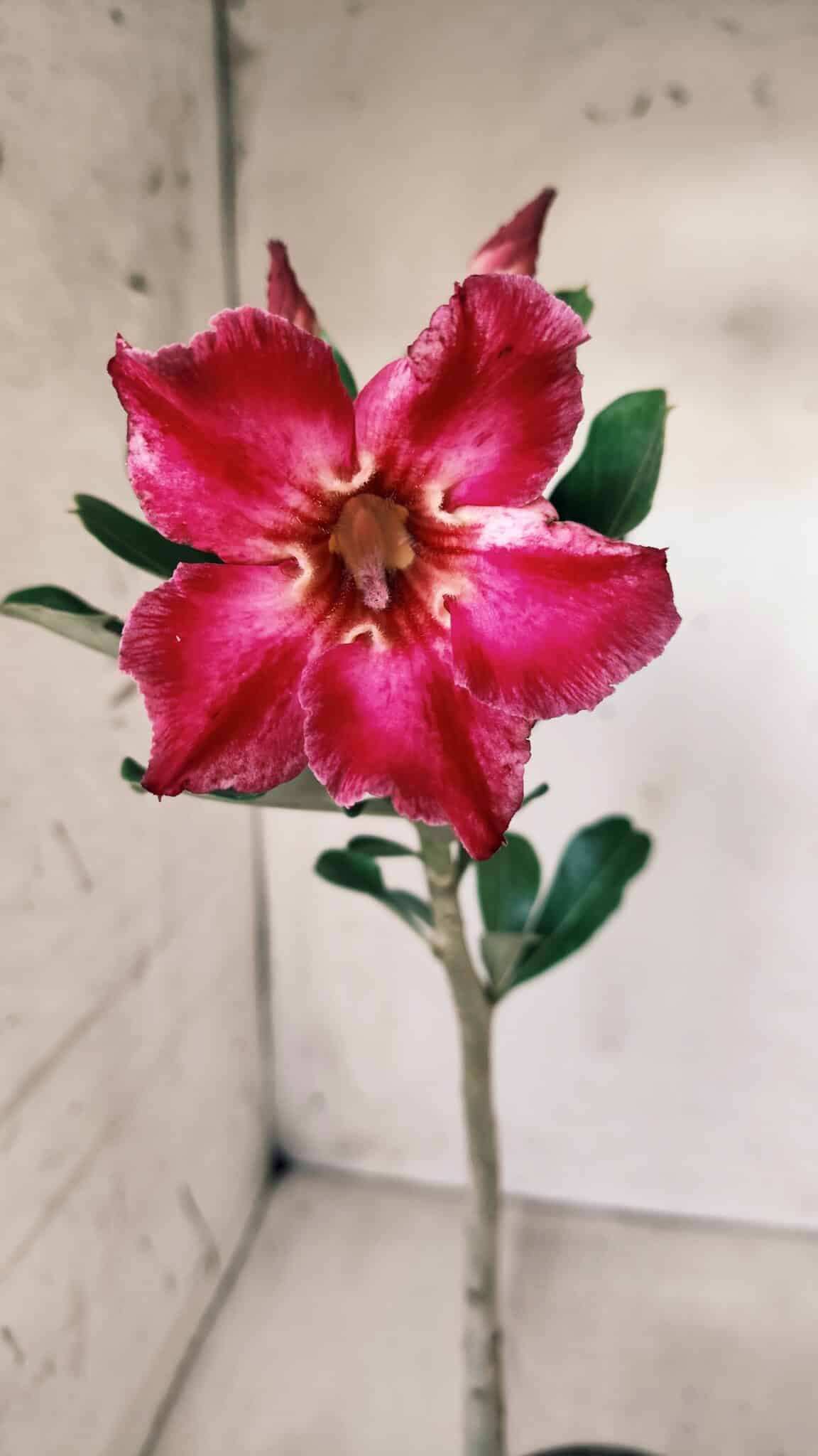 Planta Simples 2574 – 30cm – 02 anos