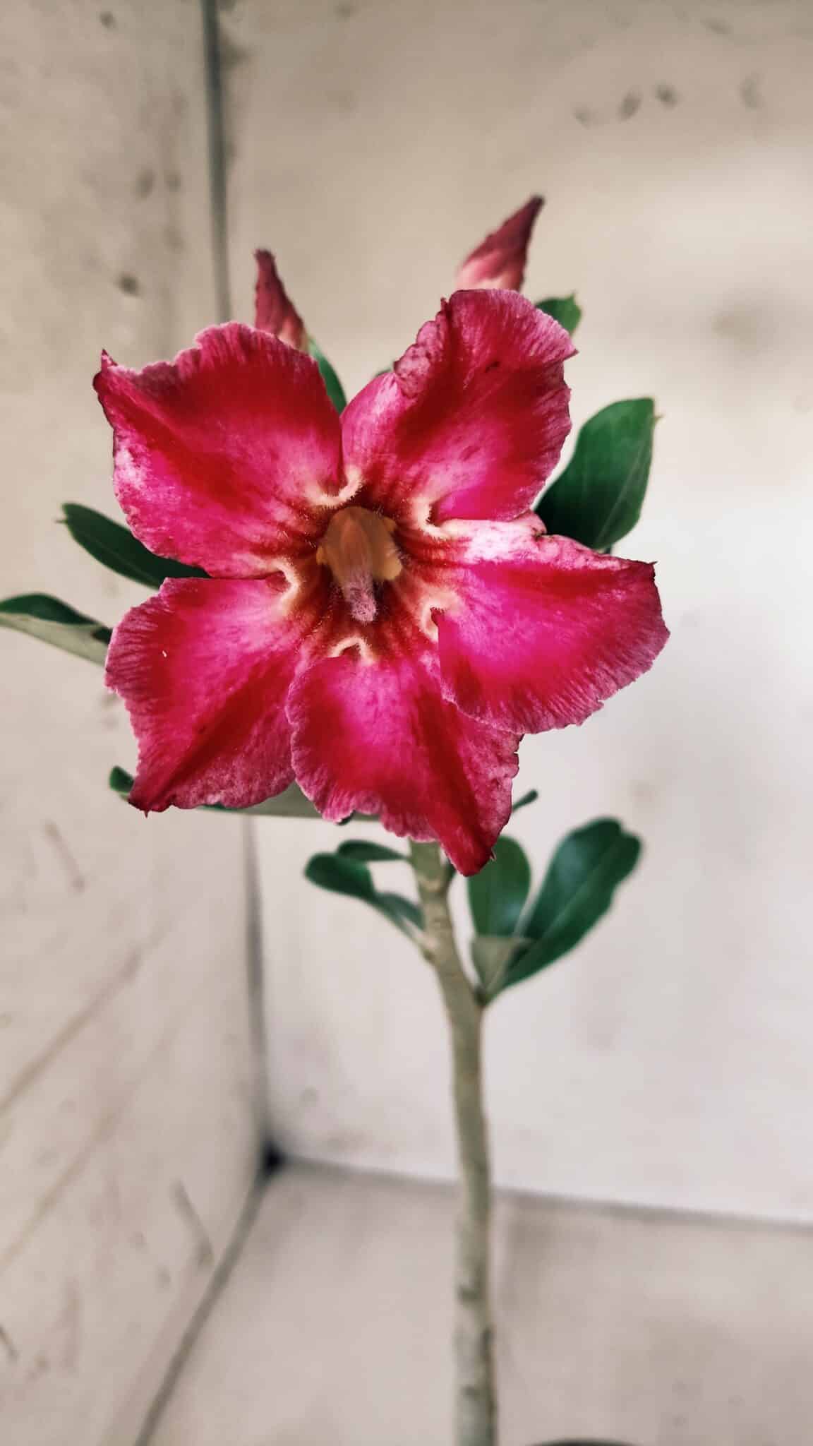 Planta Simples 2574 – 30cm – 02 anos