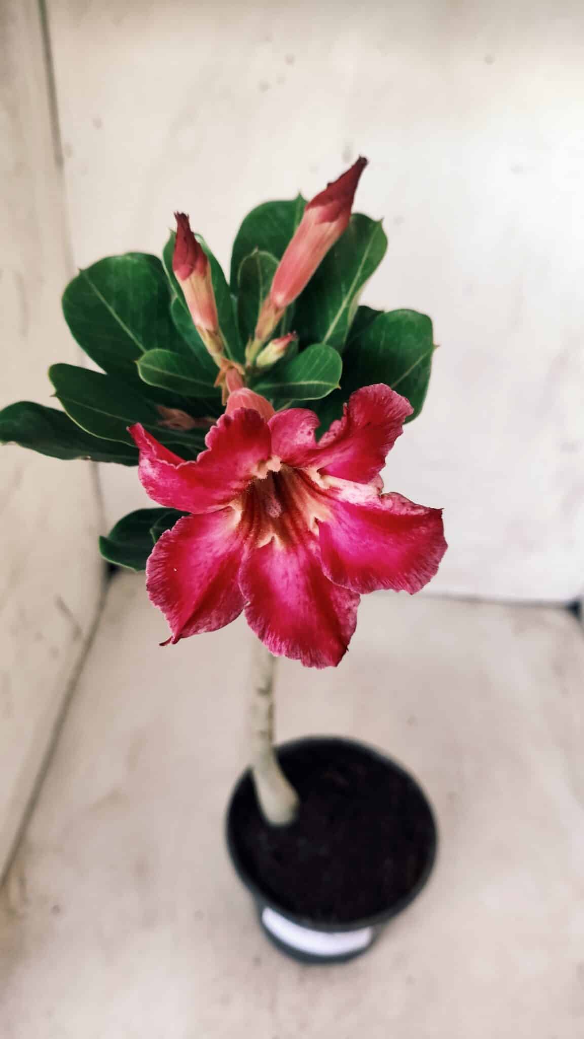 Planta Simples 2574 – 30cm – 02 anos