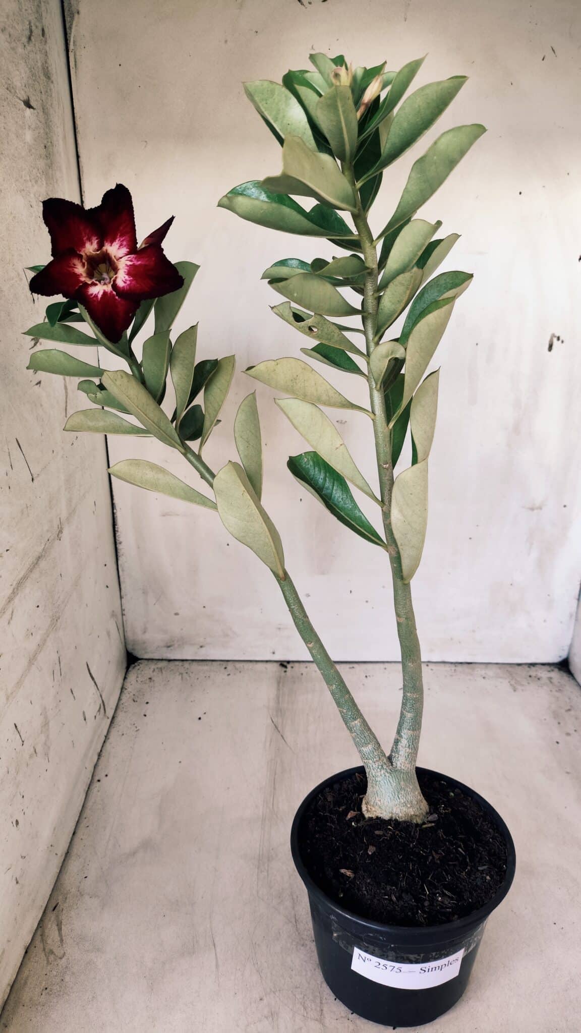 Planta Simples 2575 – 35cm – 03 anos