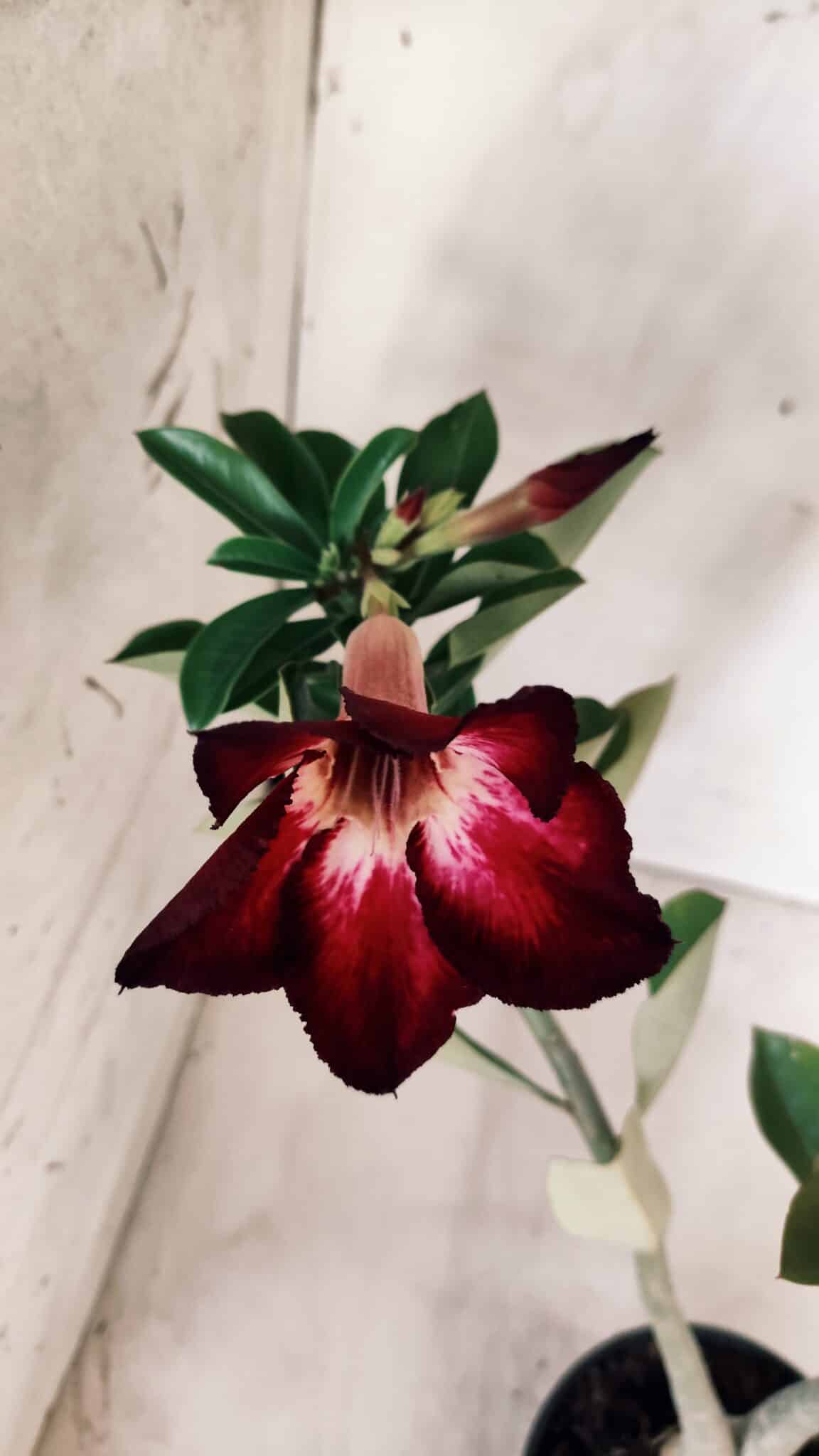 Planta Simples 2575 – 35cm – 03 anos