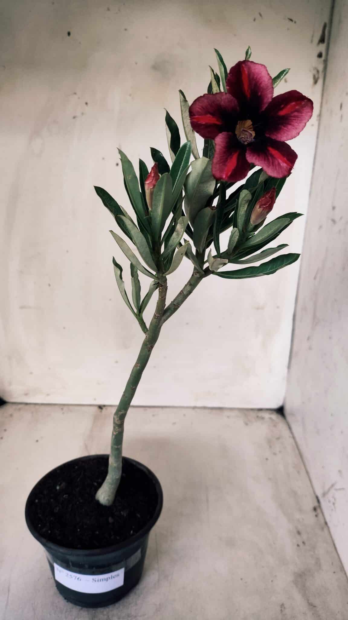 Planta Simples 2576 – 30cm – 02 anos