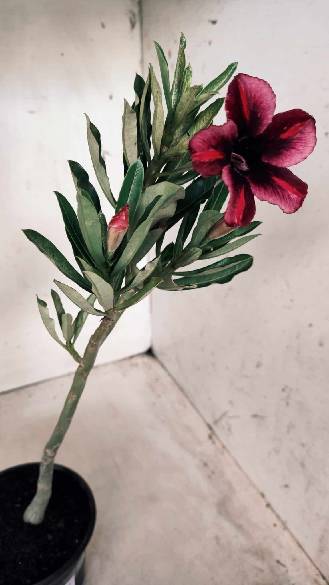 Planta Simples 2576 – 30cm – 02 anos