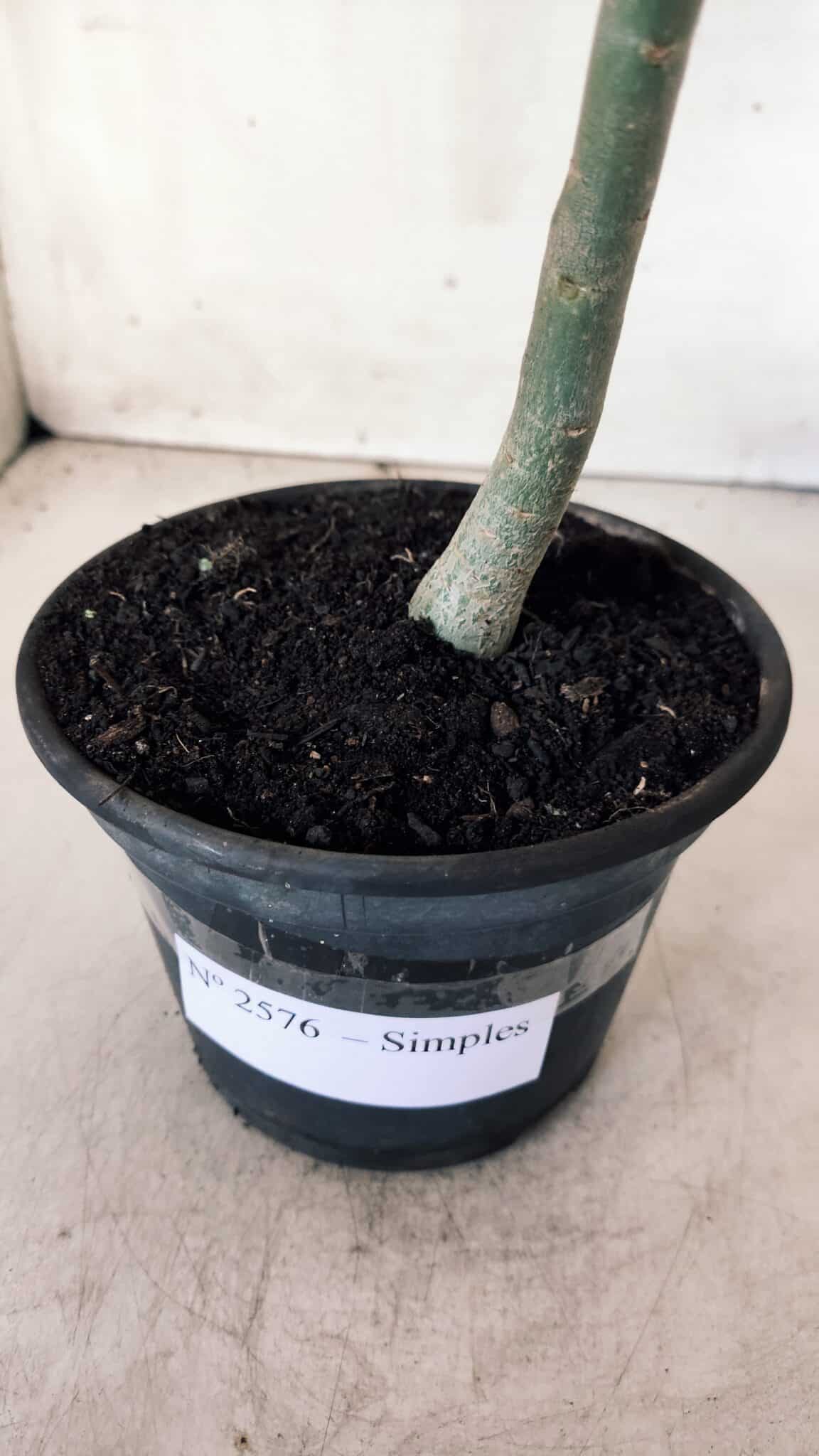 Planta Simples 2576 – 30cm – 02 anos