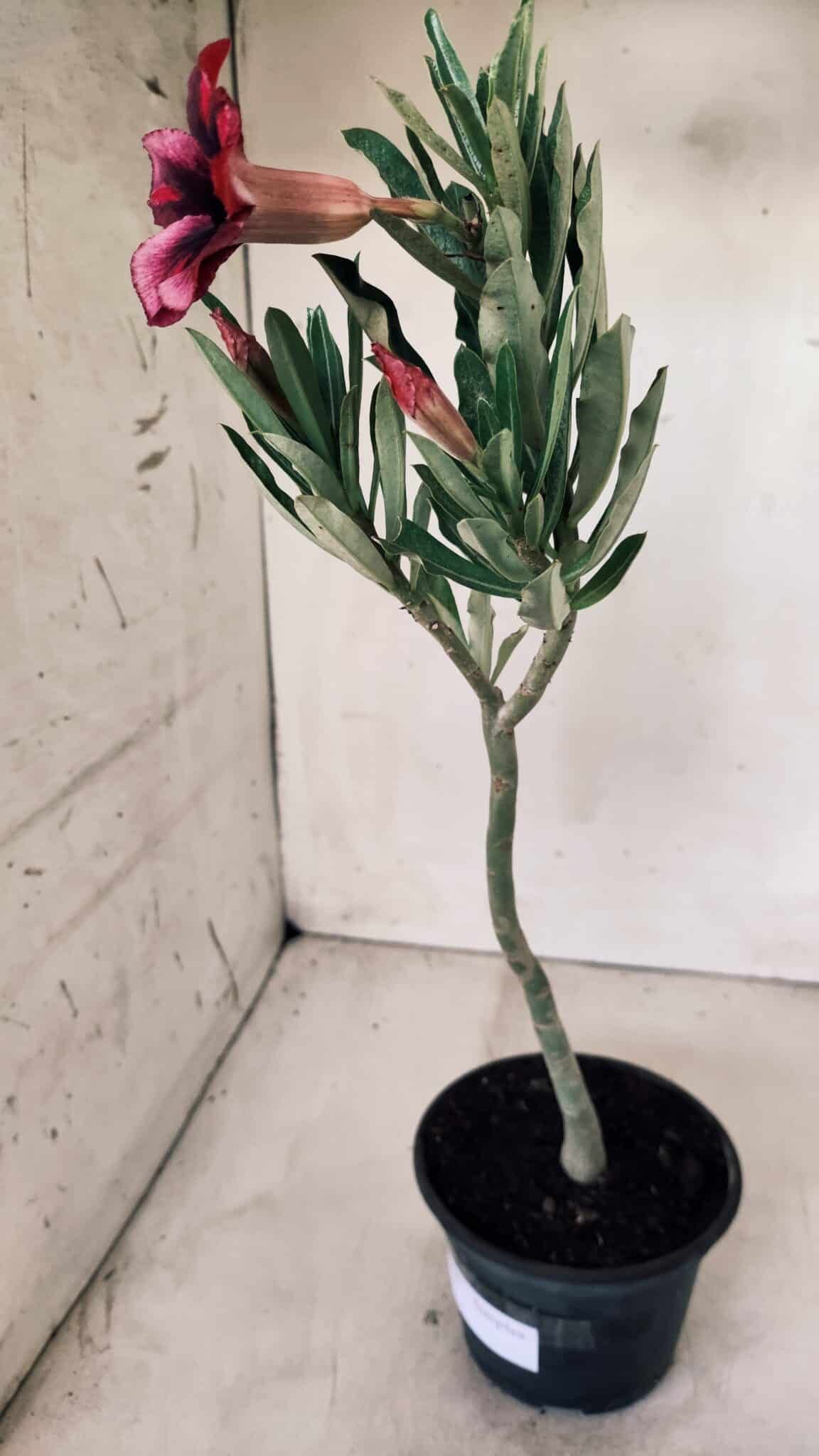 Planta Simples 2576 – 30cm – 02 anos