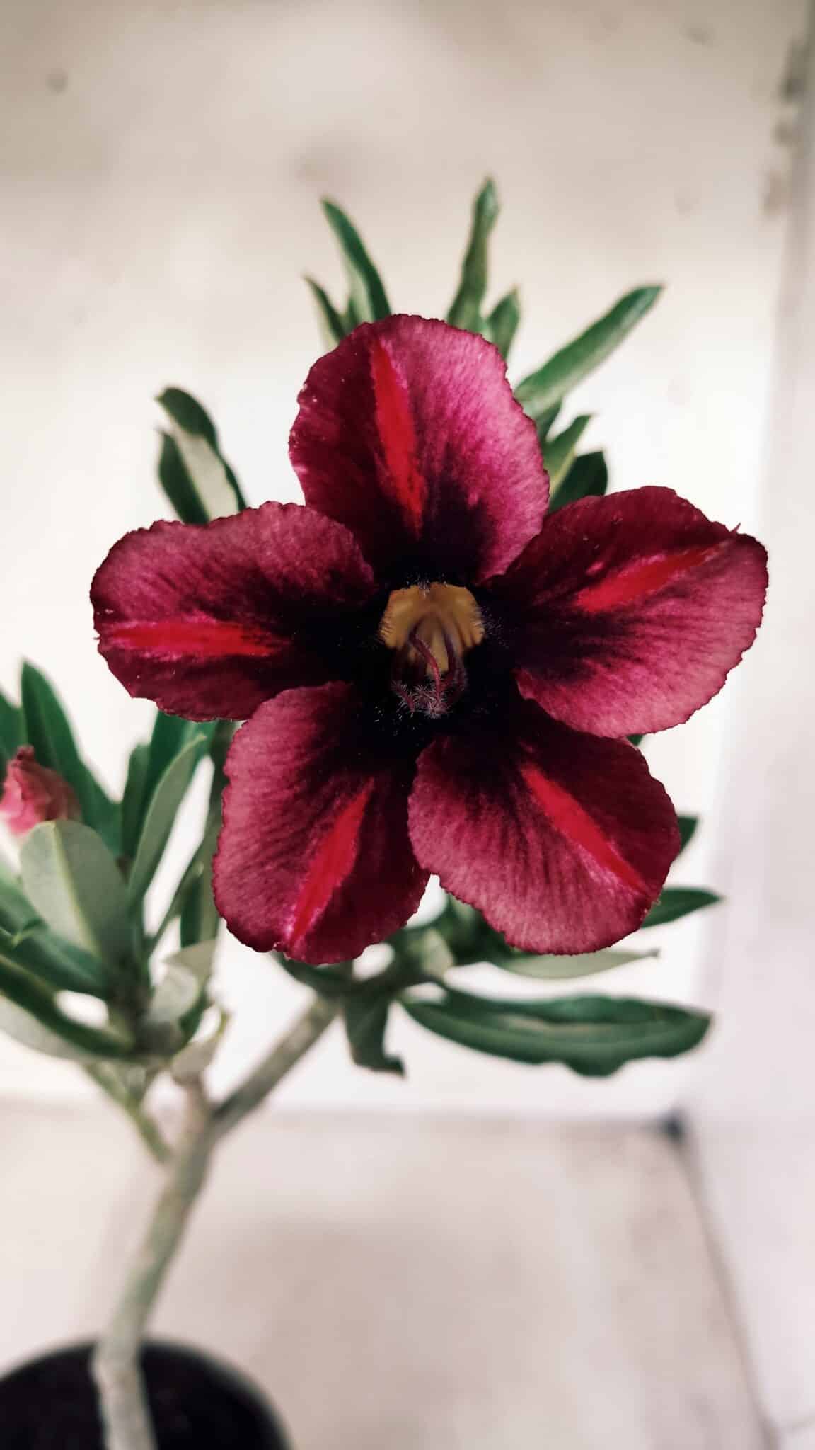 Planta Simples 2576 – 30cm – 02 anos